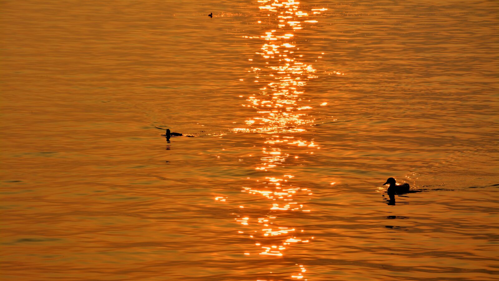 Nikon D7100 sample photo. Duck, lake, sunset photography