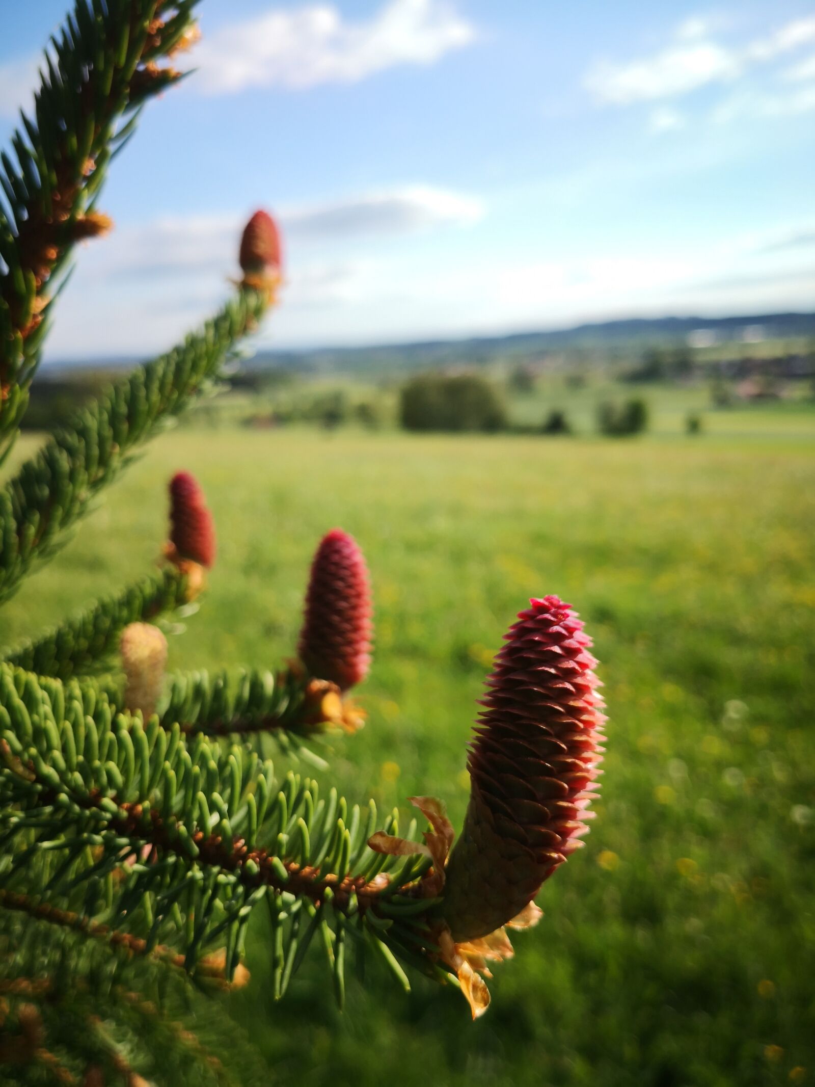 HUAWEI Mate 10 Pro sample photo. Tree, nature, conifer photography