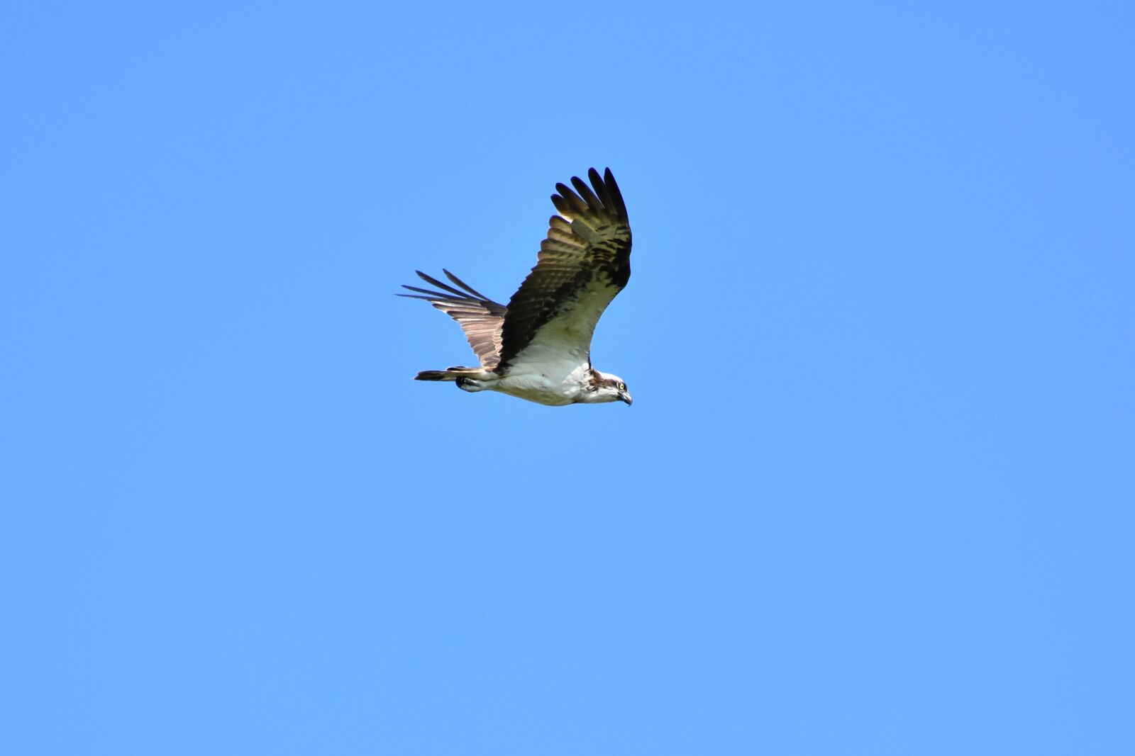 Nikon D7200 sample photo. Animal, sky, bird photography