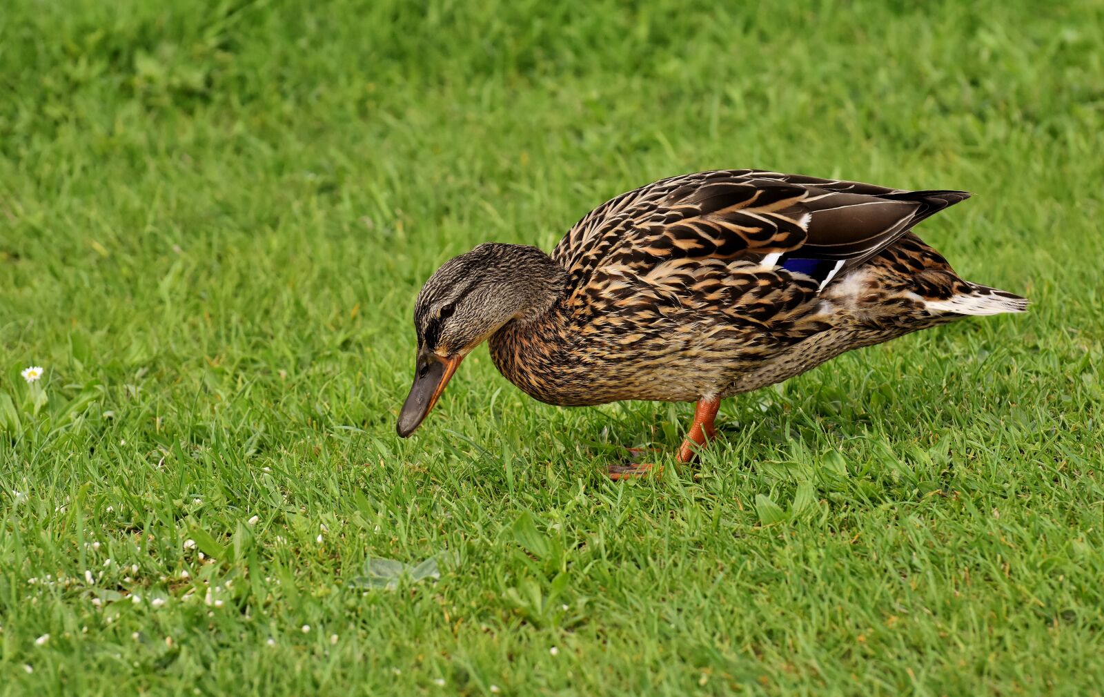 Nikon D7200 sample photo. Mallard, cute, nature photography