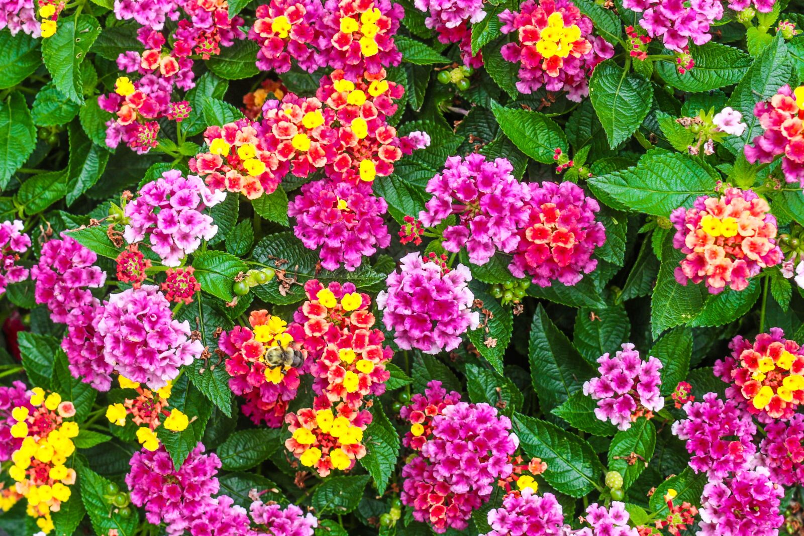 Canon EOS 70D sample photo. Flowers, plant, nature photography