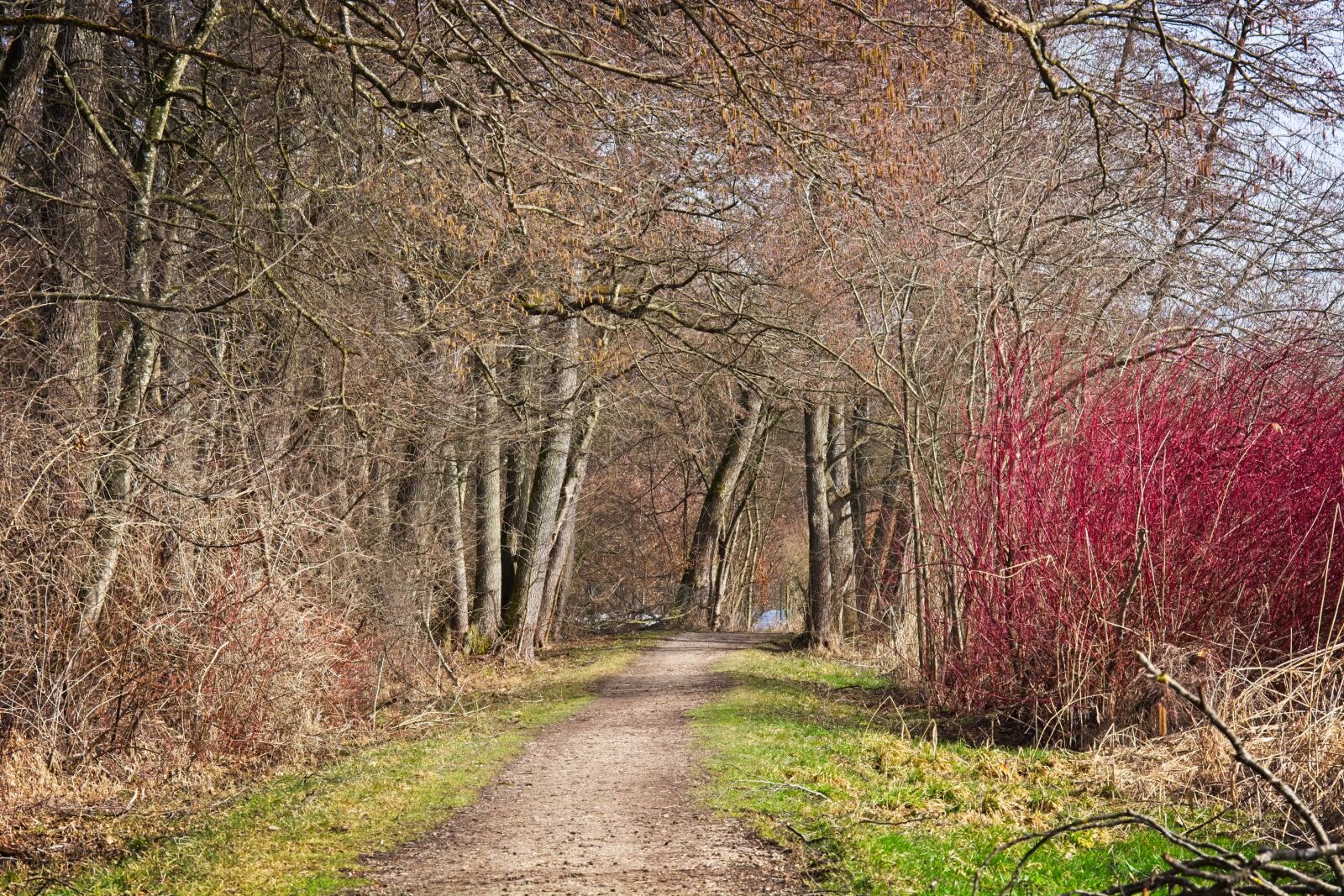 Nikon D7100 sample photo. Promenade, away, path photography