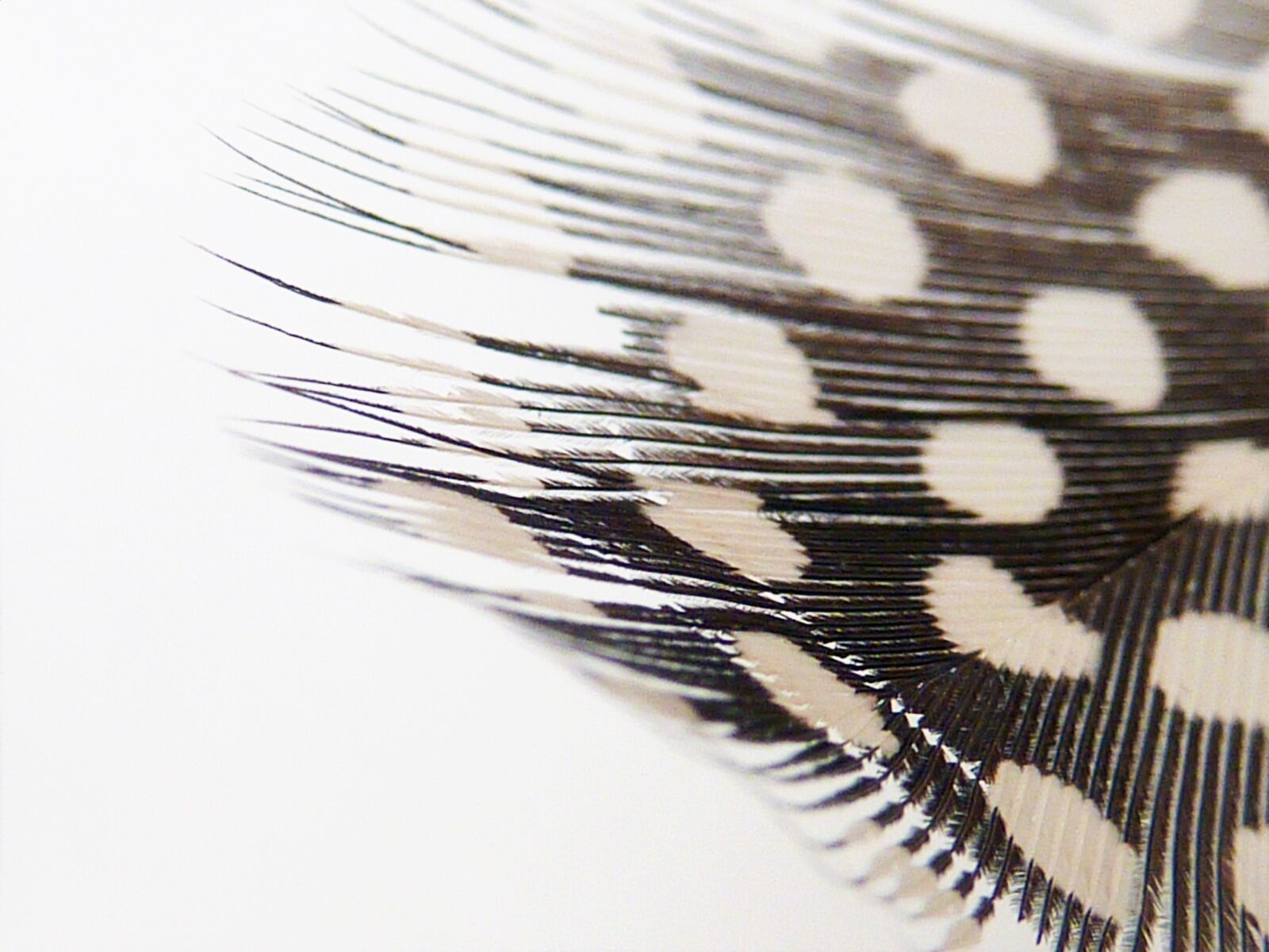 Panasonic DMC-TZ7 sample photo. Background, pattern, feather photography