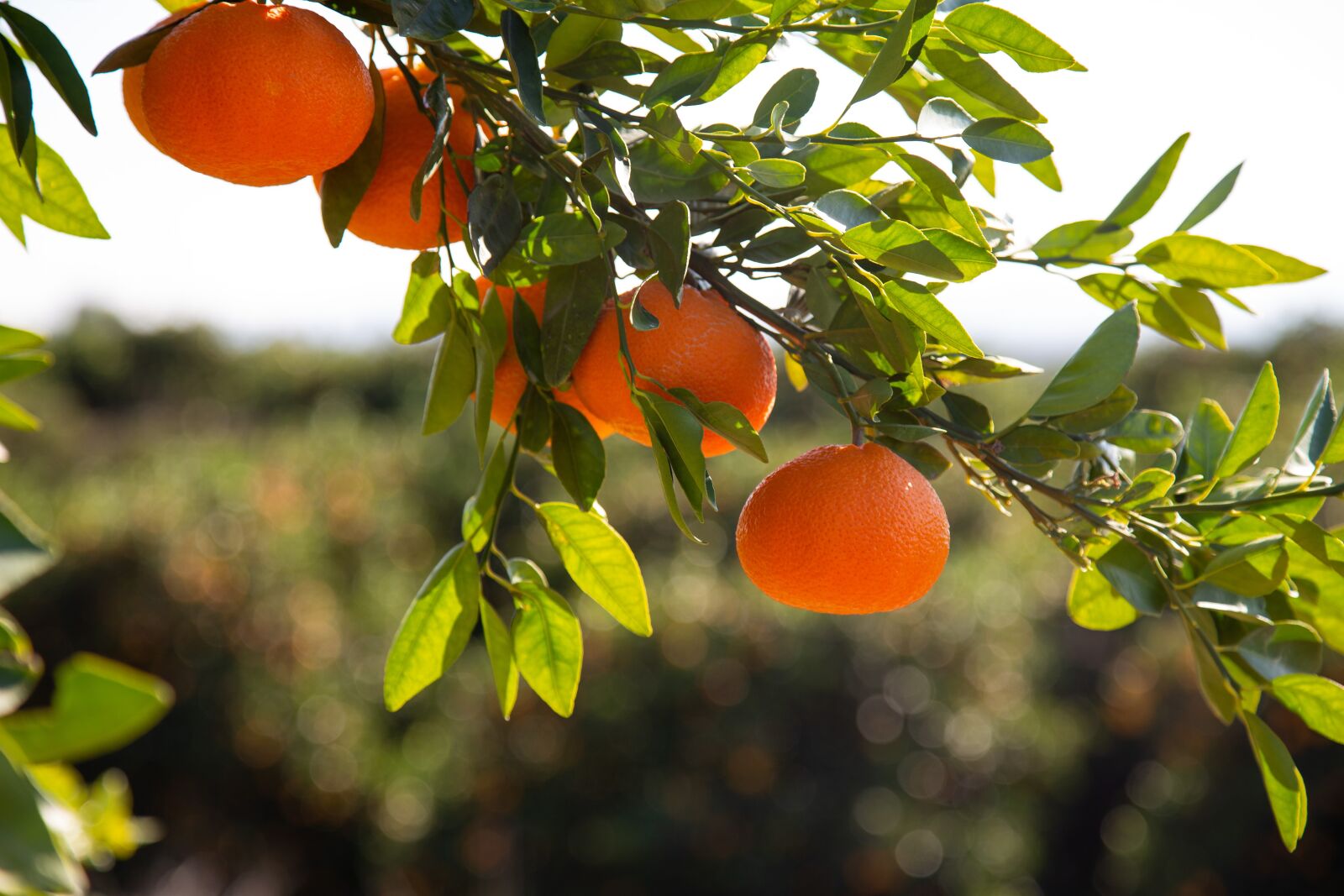 Canon EOS 6D + Canon EF 24-105mm F4L IS USM sample photo. Mandarins, citrus, fruit photography