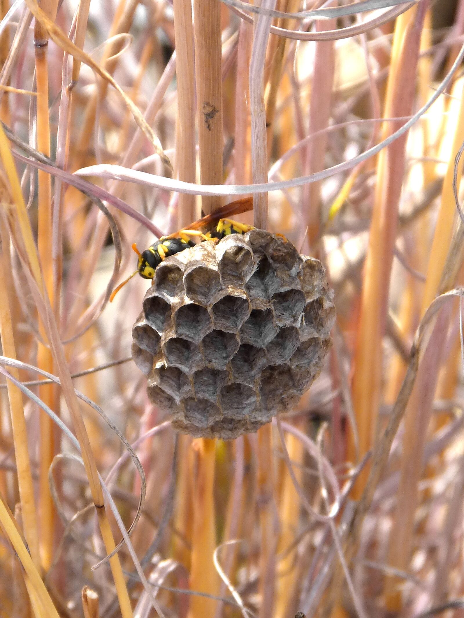 Panasonic DMC-FZ62 sample photo. Wasps' nest, wasp, hexagon photography