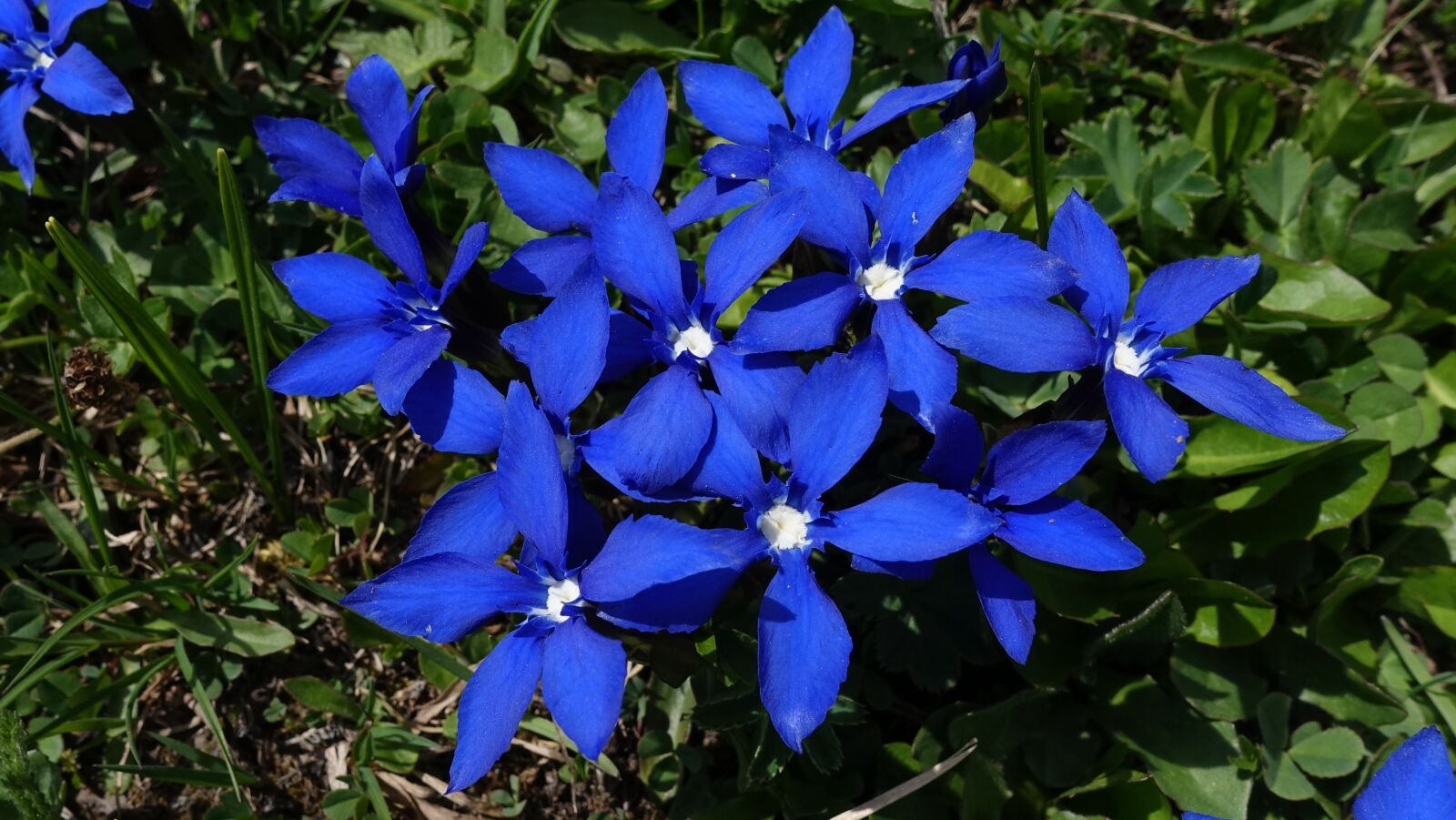 Sony Cyber-shot DSC-RX100 IV sample photo. Blue, spring, nature photography