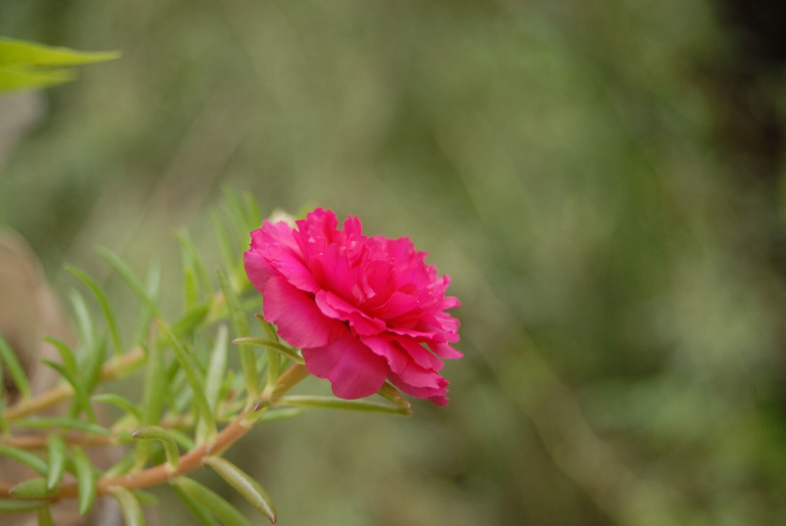 Nikon D200 sample photo. Love a while, flower photography