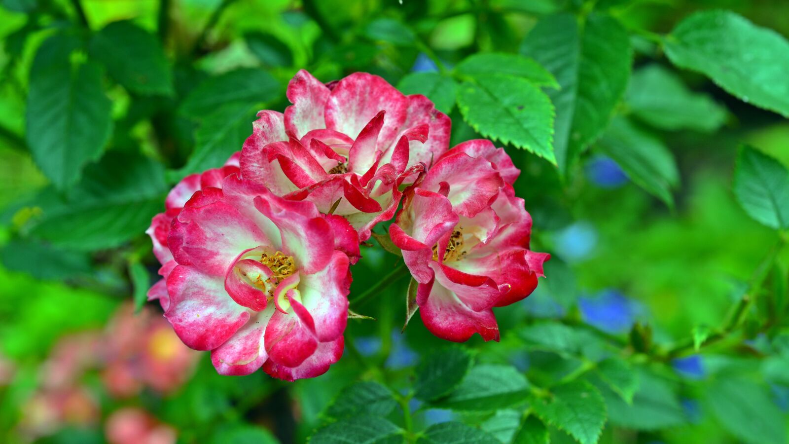 Nikon D5200 sample photo. Flower, blossom, bloom photography