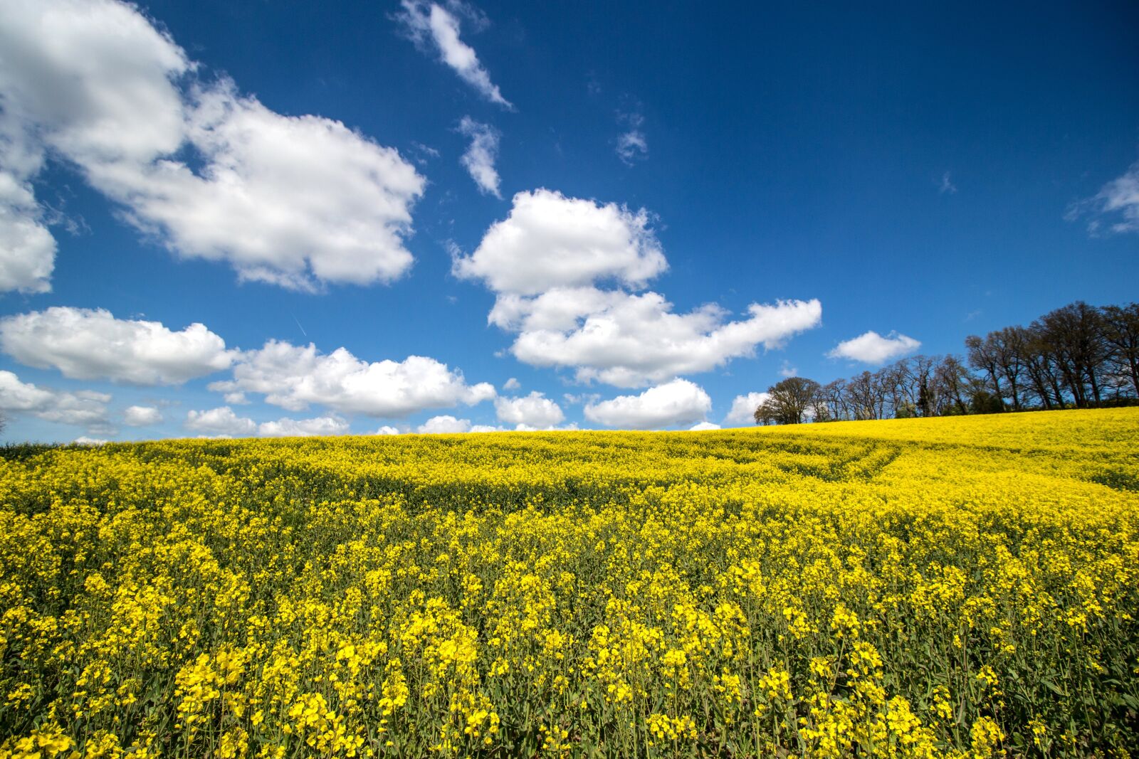 Canon EF-S 10-18mm F4.5–5.6 IS STM sample photo. Meadow, field of rapeseeds photography