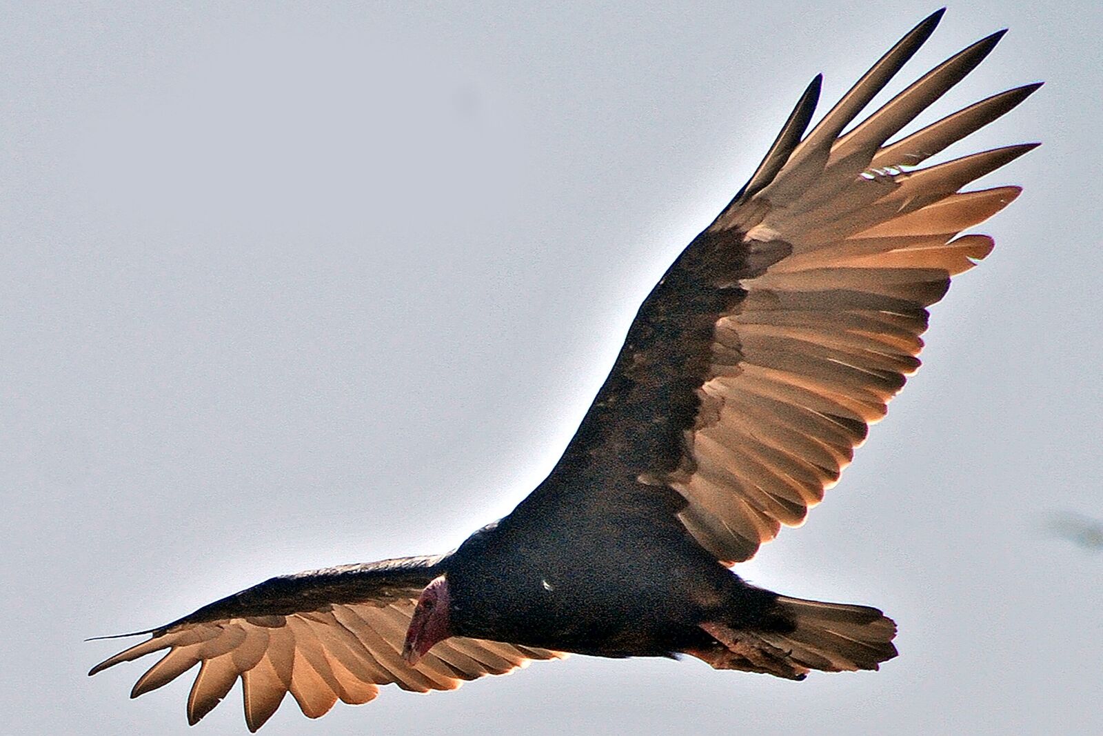 Nikon D80 sample photo. Bird, air, freedom photography