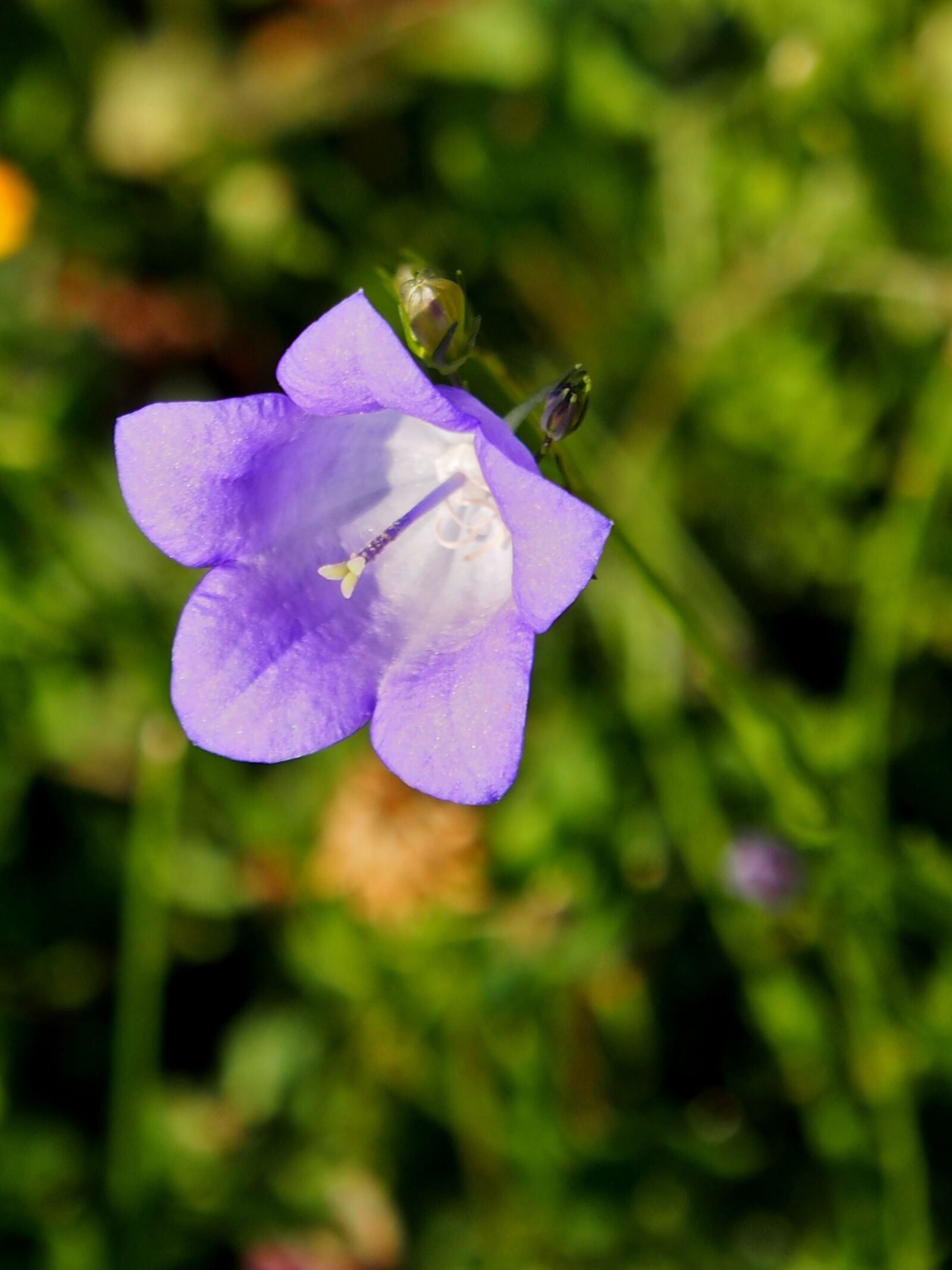 Olympus OM-D E-M5 sample photo. Bellflower, flower, plant photography