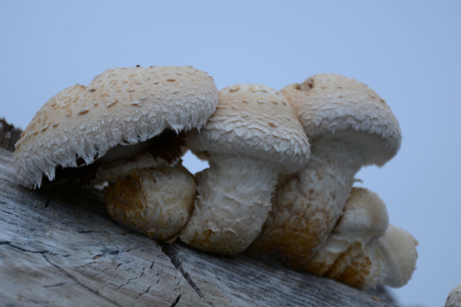 Nikon D7100 sample photo. Fungus, white, nature photography