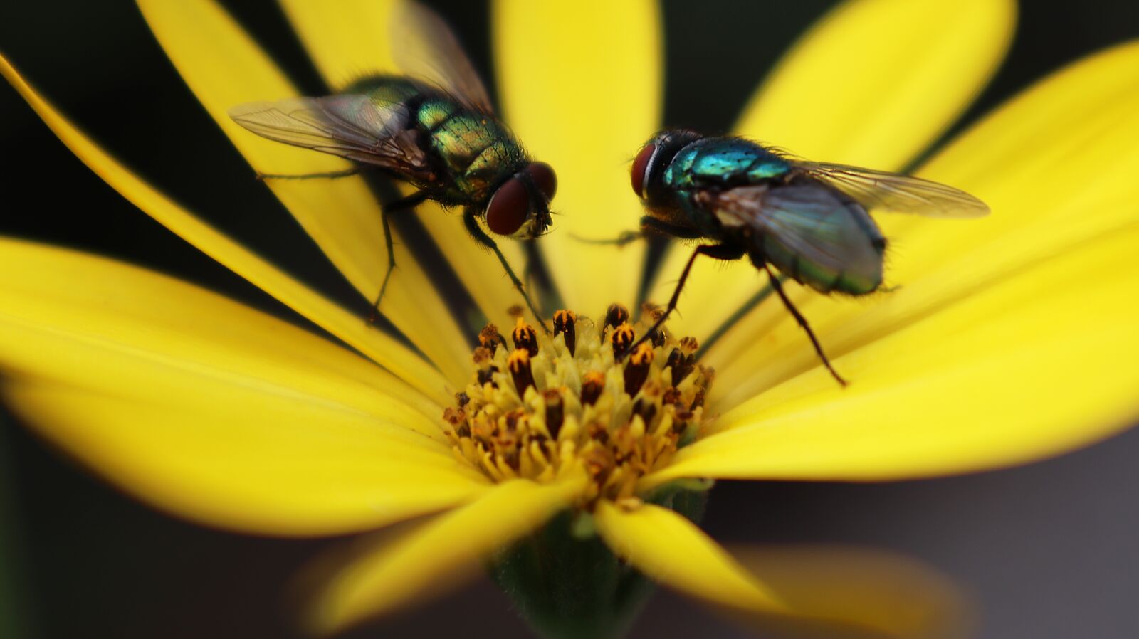 Canon EOS M50 (EOS Kiss M) sample photo. Nature, insect, pollen photography