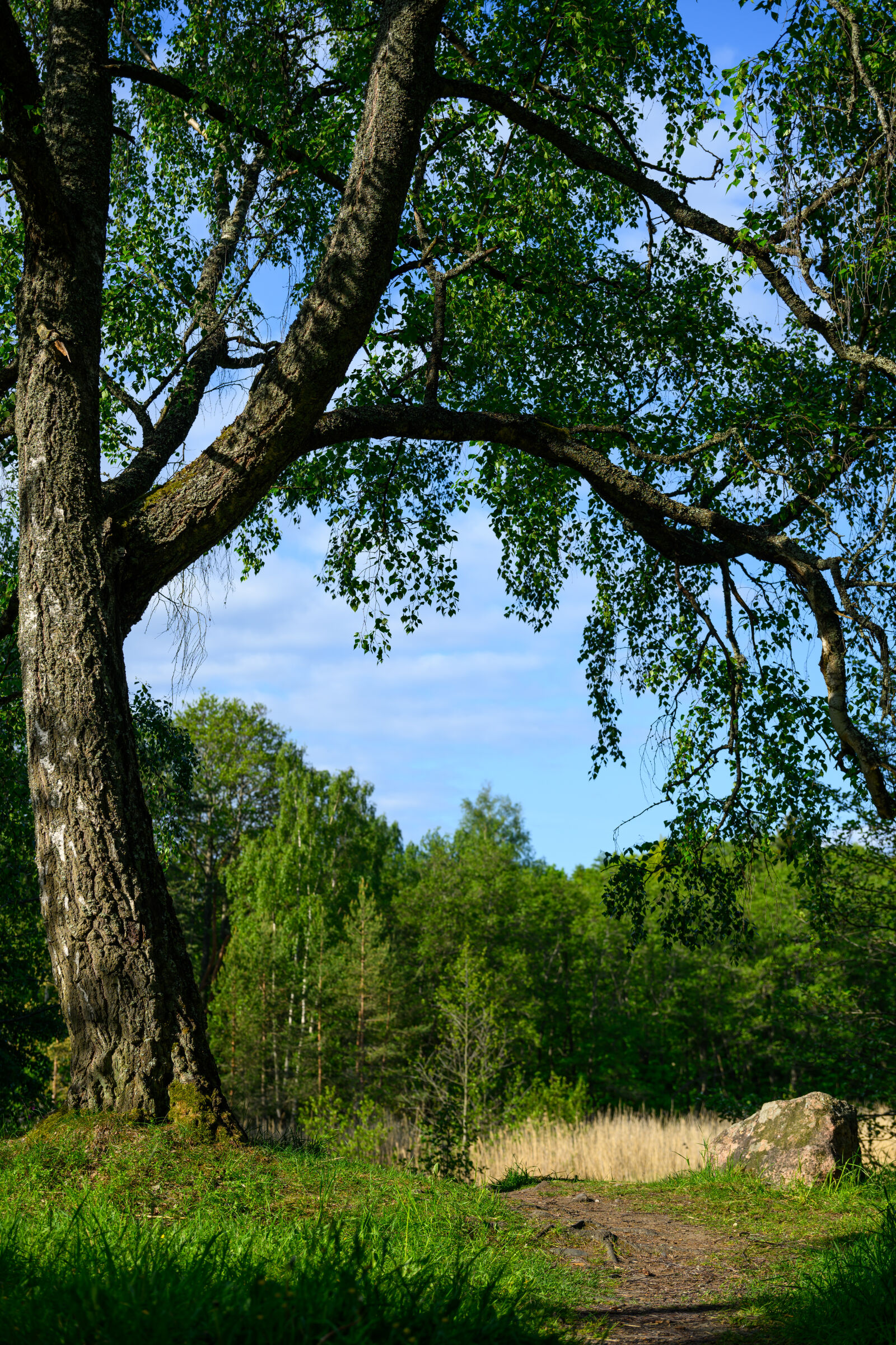 Nikon Nikkor Z 24-120mm F4 S sample photo. Summer tree photography