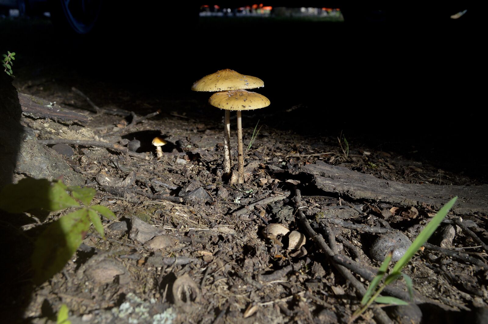 Nikon D3200 sample photo. Mushroom, sticks, dirt photography
