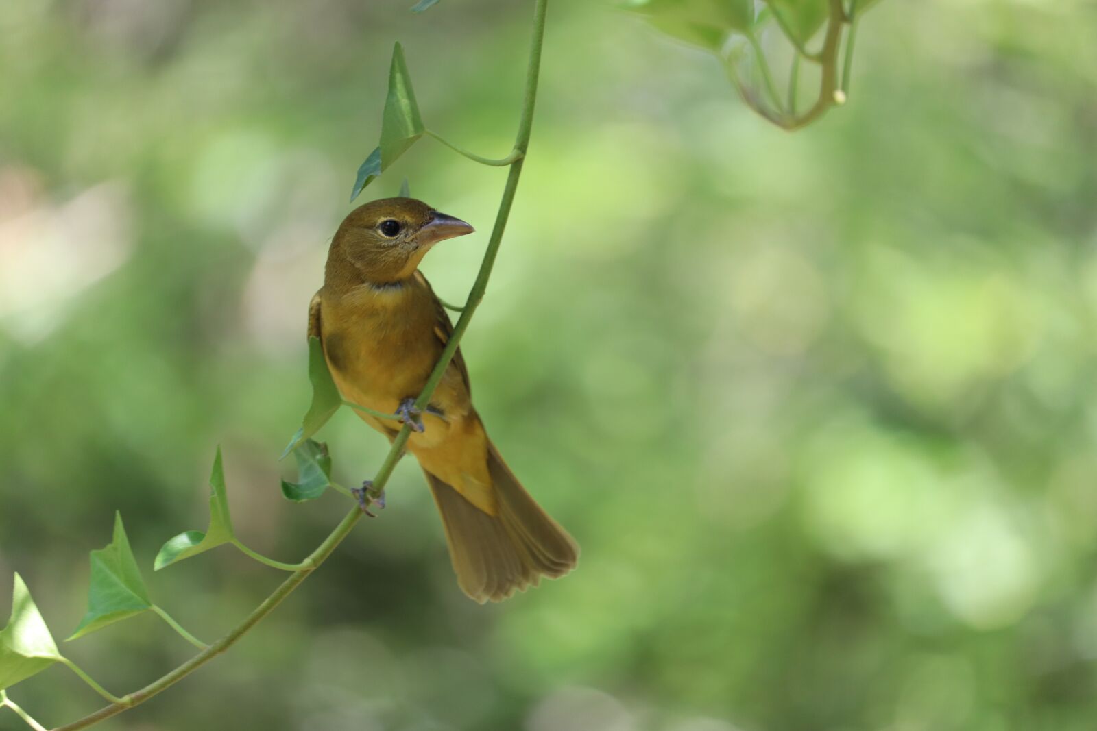 Canon EOS 800D (EOS Rebel T7i / EOS Kiss X9i) + Canon EF-S 55-250mm F4-5.6 IS STM sample photo. Bird, ivy, perched photography