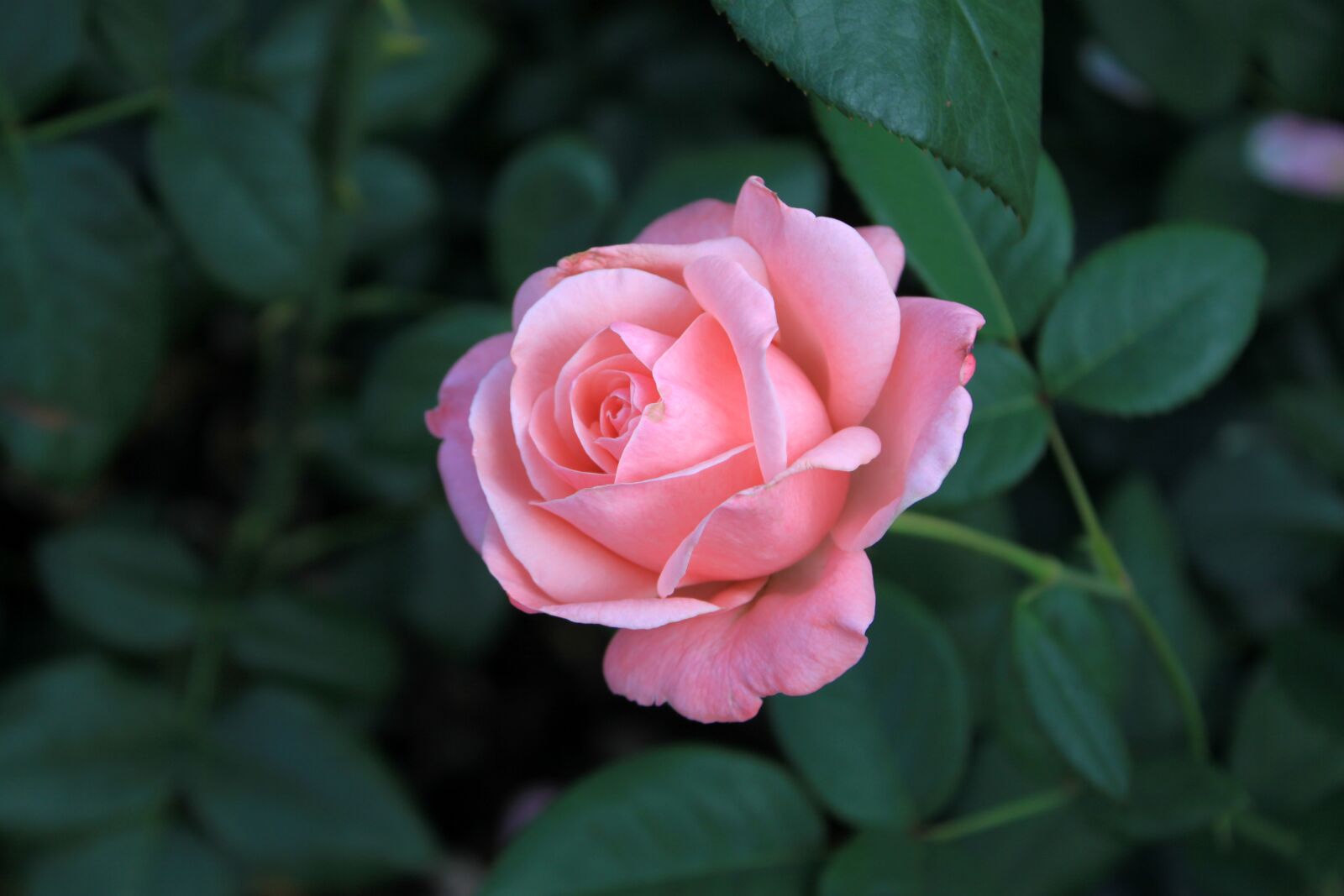 Canon EOS 50D sample photo. Rose, flowers, summer photography