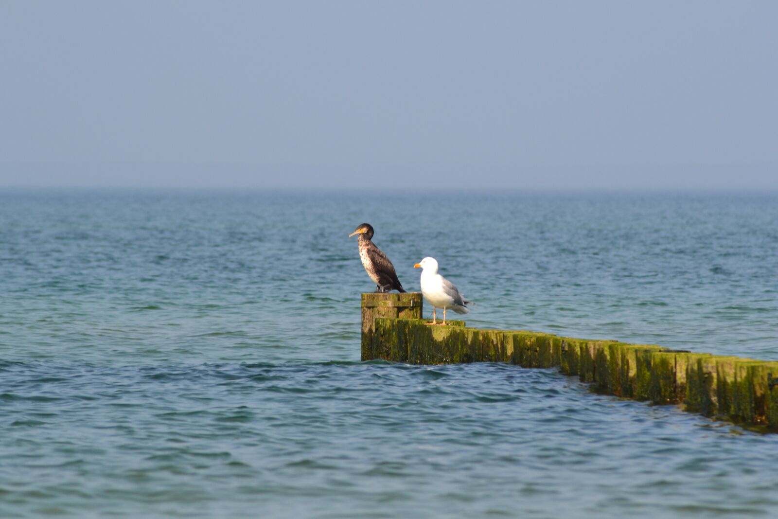 Nikon D3100 sample photo. Animals, birds, waterfowl photography