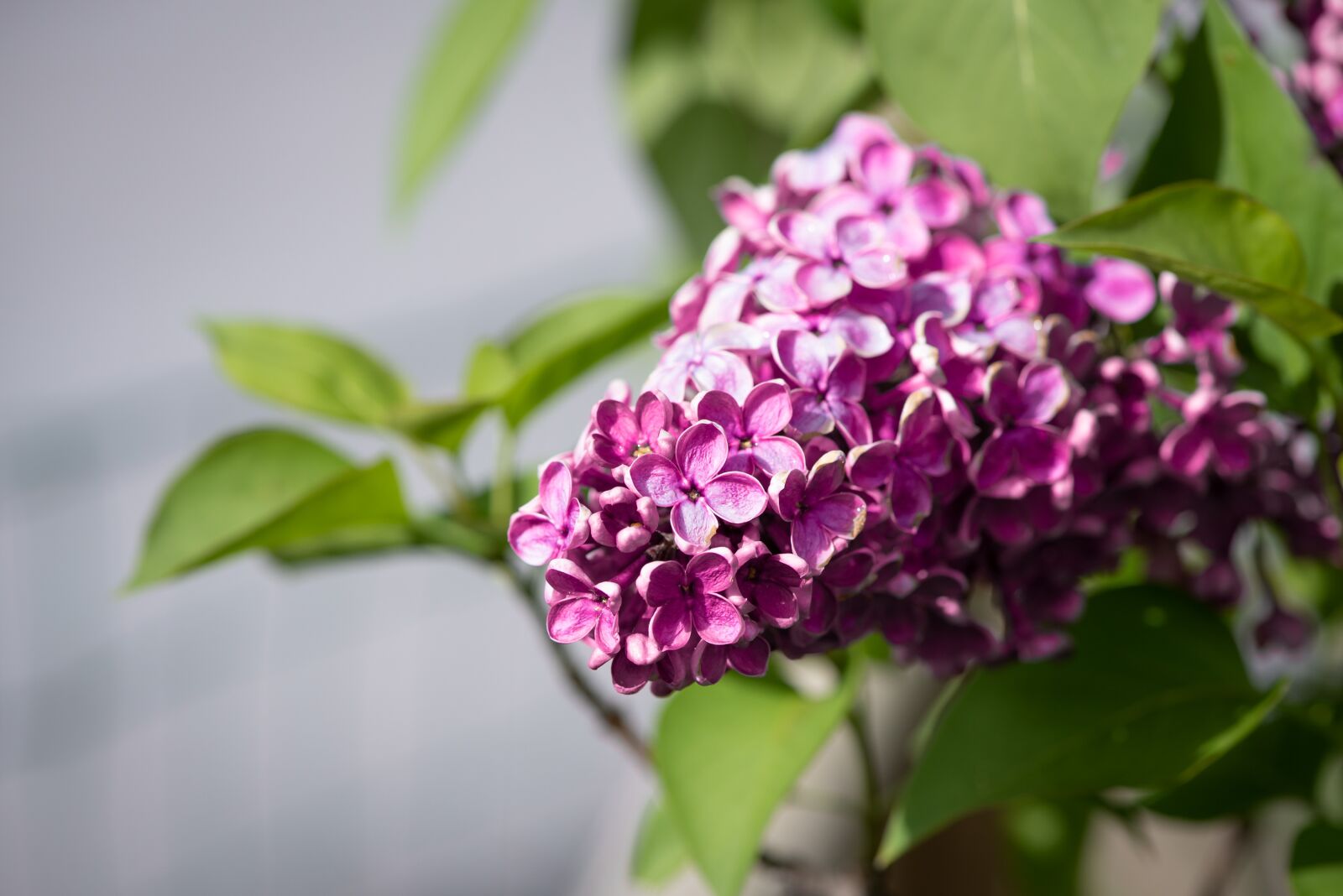 Nikon D750 sample photo. Lilac, pink, blossom photography