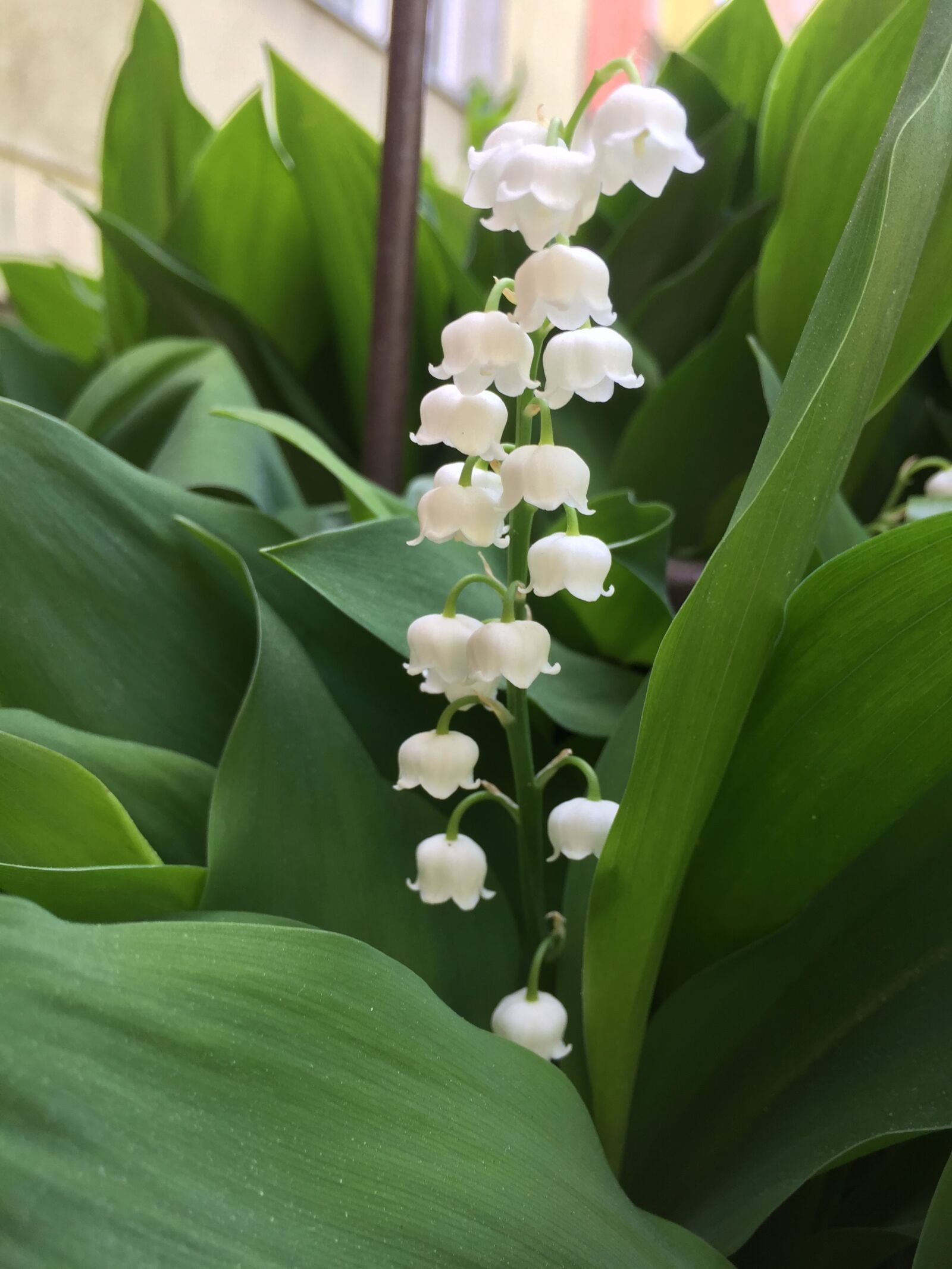 iPhone 6 Plus back camera 4.15mm f/2.2 sample photo. Lily of the valley photography