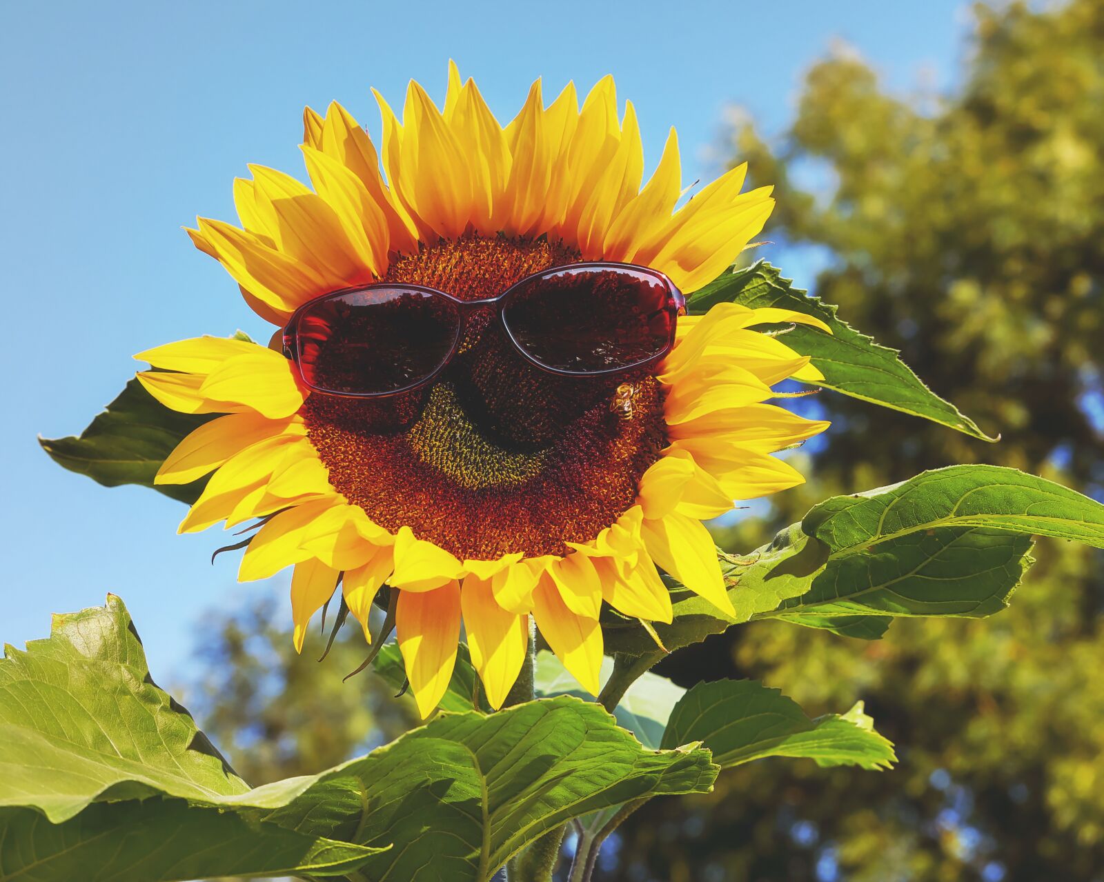 Fujifilm X-T10 sample photo. Glasses, sunglasses, sun photography