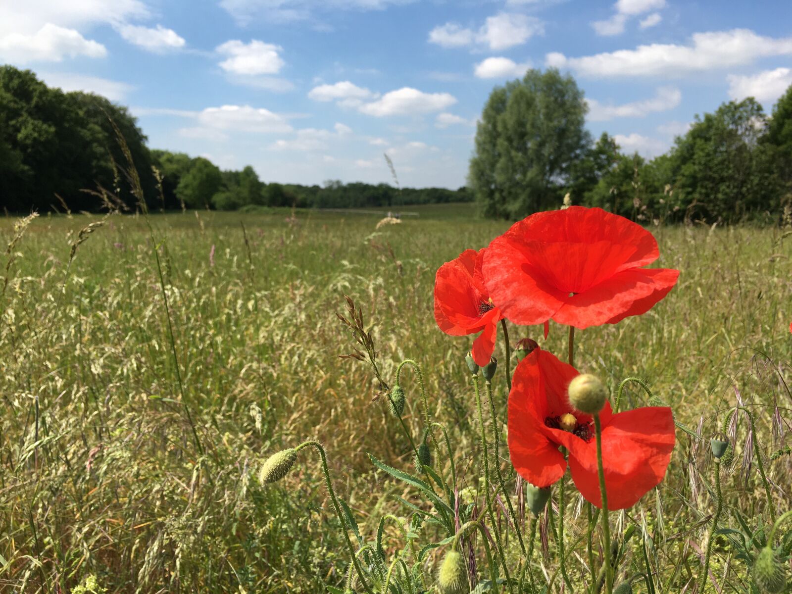 Apple iPhone 6s sample photo. Flower meadow, poppy, meadow photography
