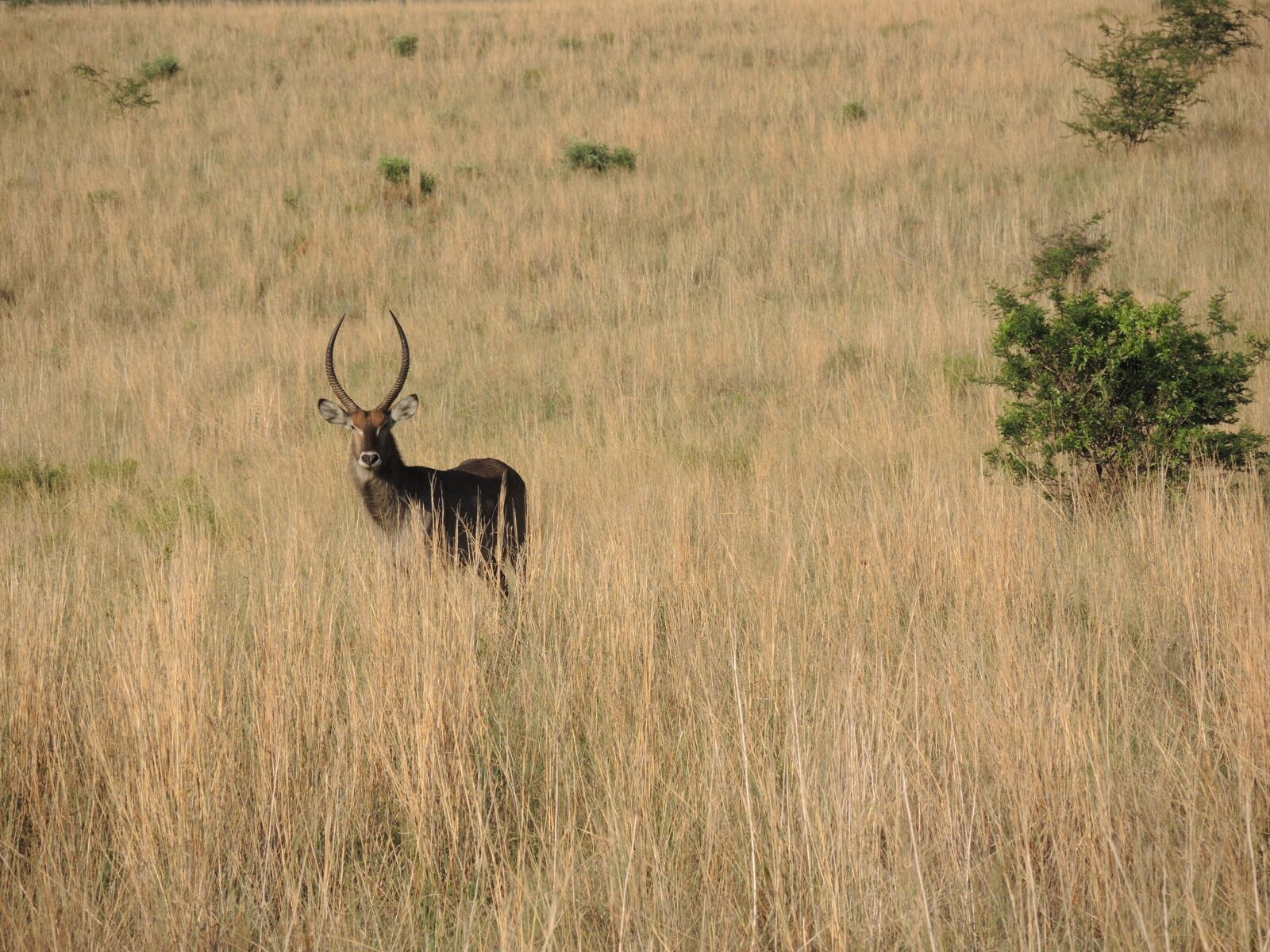 Nikon Coolpix P7800 sample photo. Wild, animal, nature photography