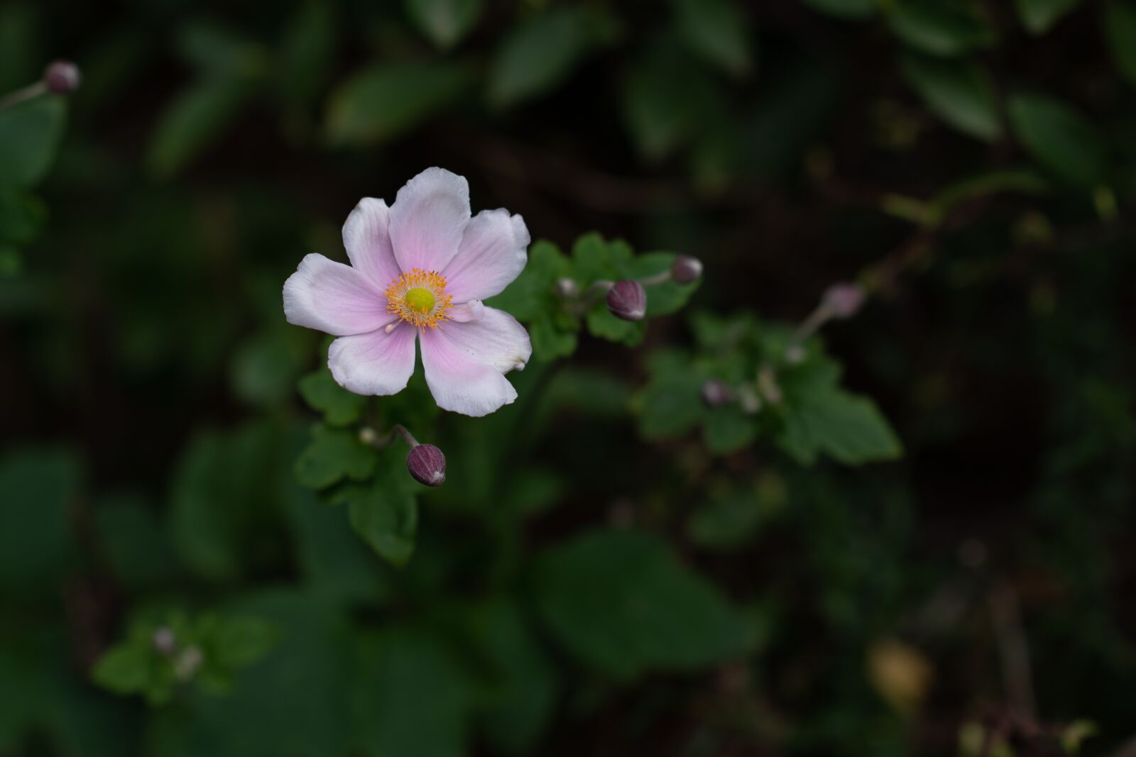 Nikon D750 sample photo. Japanese anemone, windflower, flower photography
