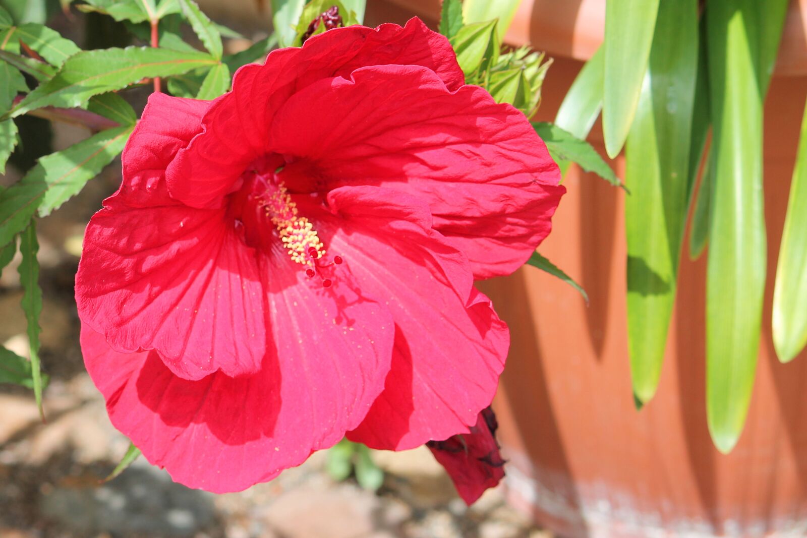 Canon EF-S 55-250mm F4-5.6 IS II sample photo. Hibiscus, giant hibiscus, pink photography