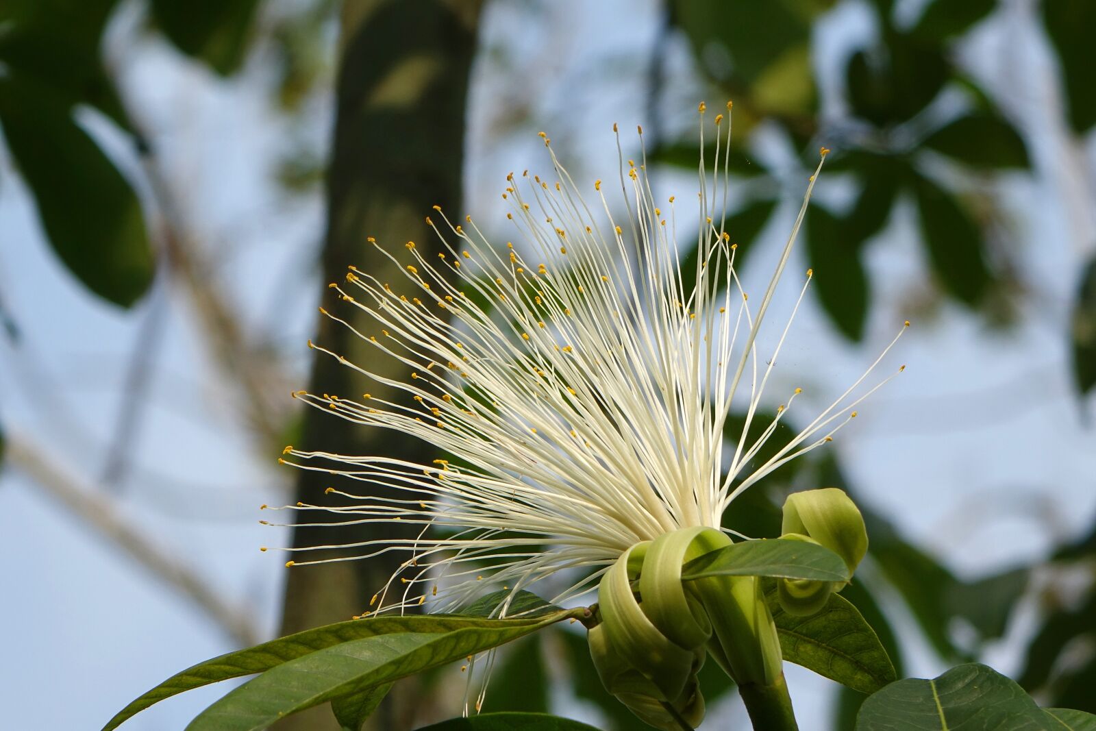 Sony Cyber-shot DSC-RX10 sample photo. Flower, happy valley labali photography