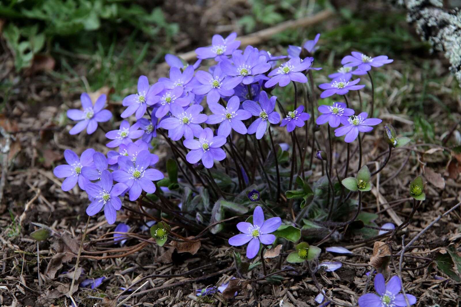 Canon EOS 6D sample photo. Hepatica, spring, nature photography