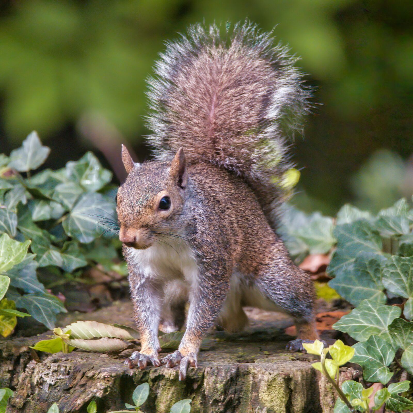 Nikon D750 sample photo. Squirrel, eastern gray squirrel photography