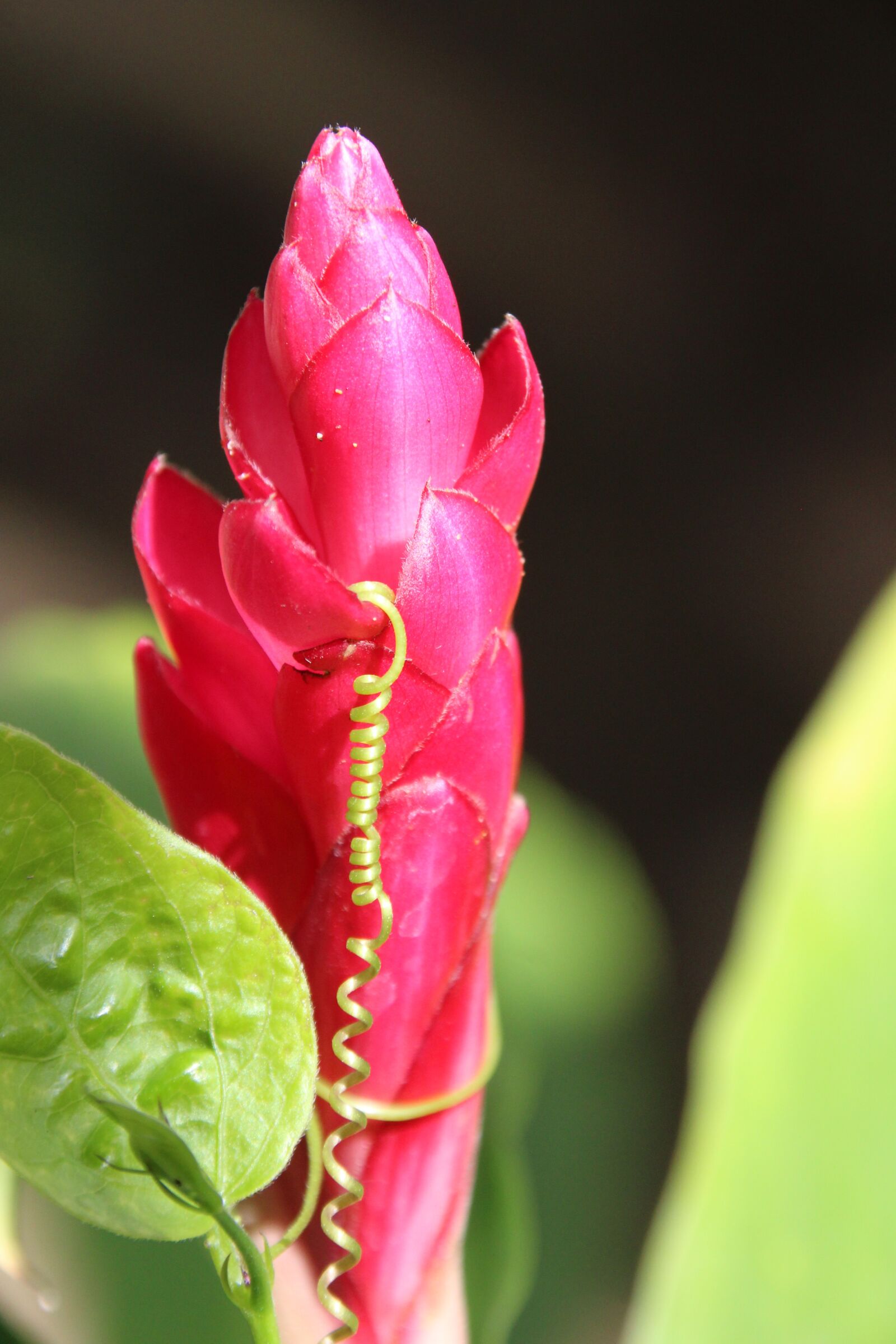 Canon EOS 1200D (EOS Rebel T5 / EOS Kiss X70 / EOS Hi) sample photo. Nature, flower, red photography