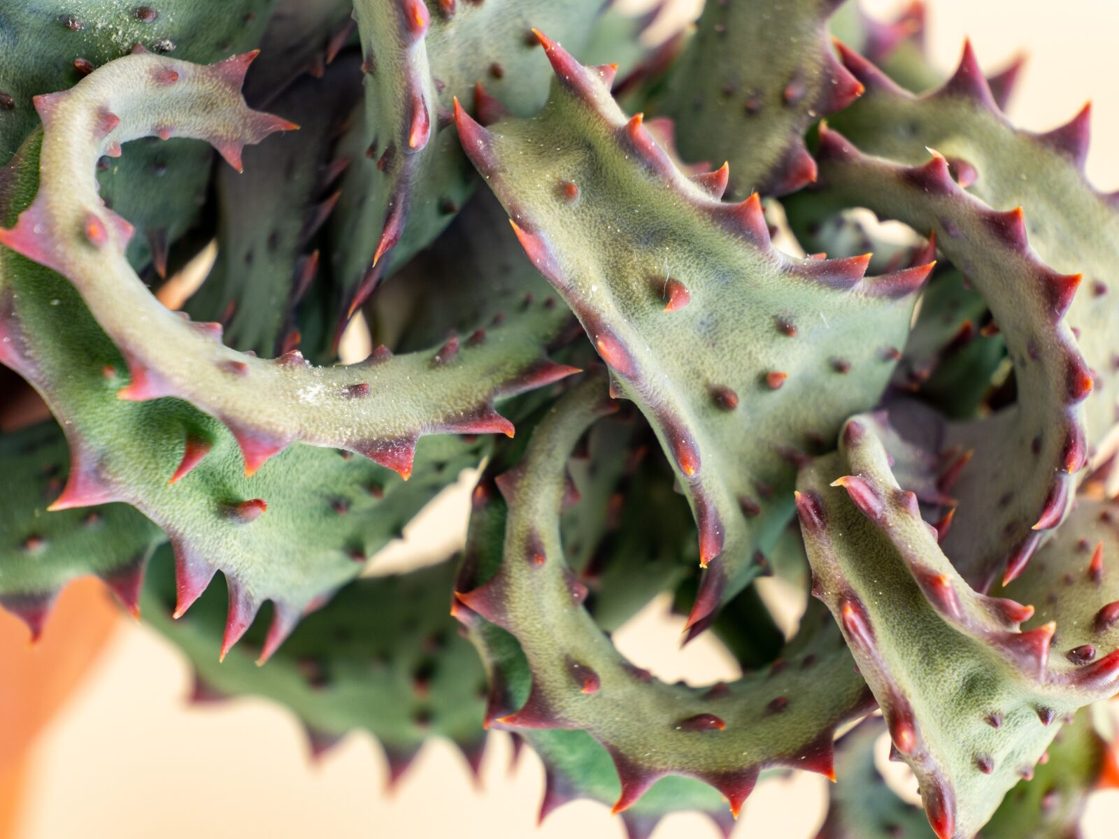 Olympus OM-D E-M10 III sample photo. Aloe, foliage, sukulent photography
