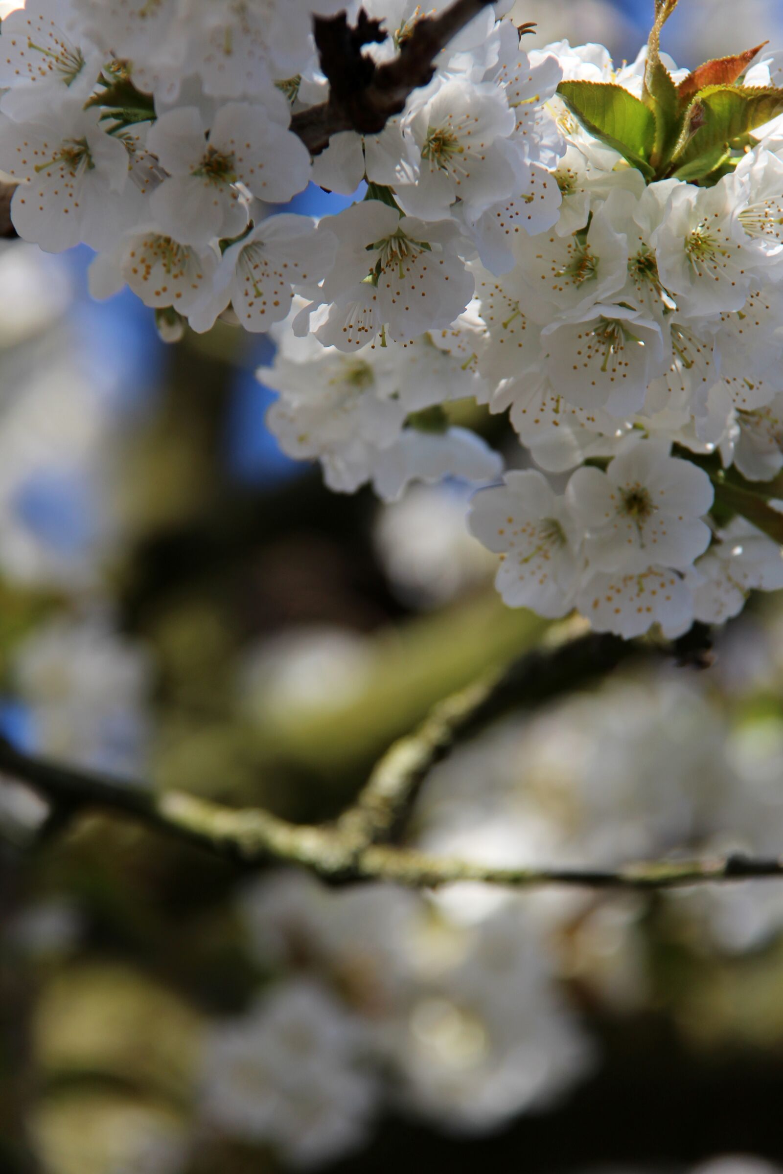 Canon EF-S 18-200mm F3.5-5.6 IS sample photo. Cherry blossom, spring, flower photography