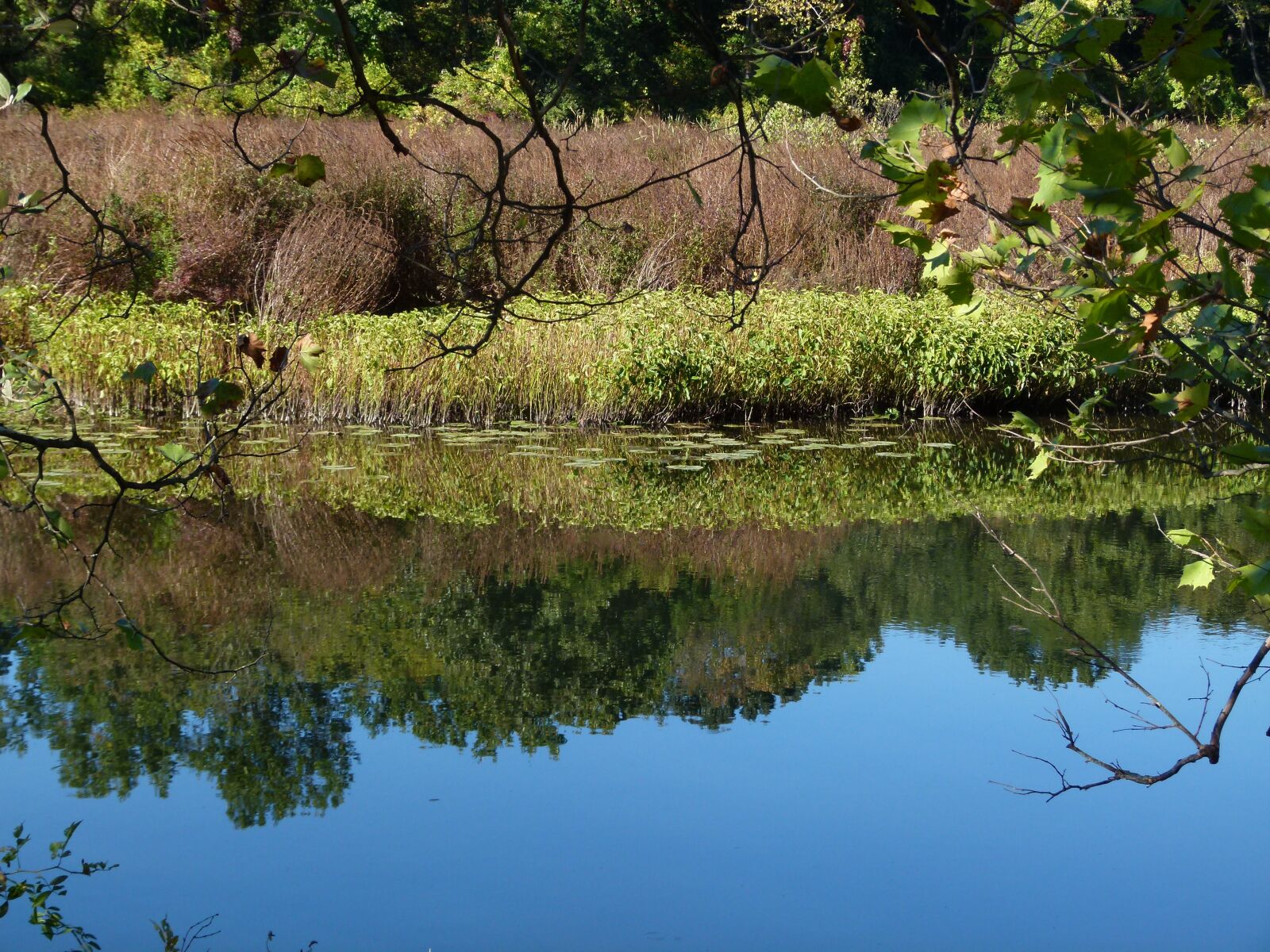 Panasonic Lumix DMC-FZ100 sample photo. Lake, loosestrife, weeds photography