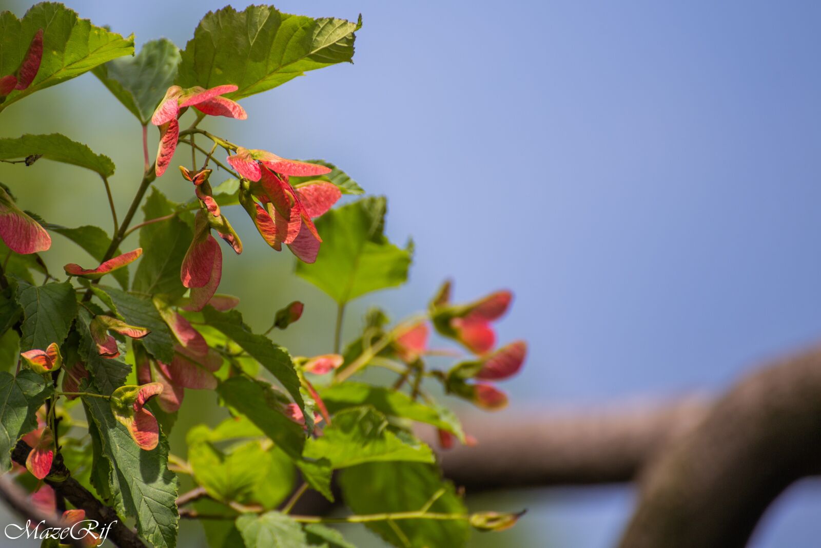 Canon EOS 6D sample photo. Park, bucuresti, nature photography