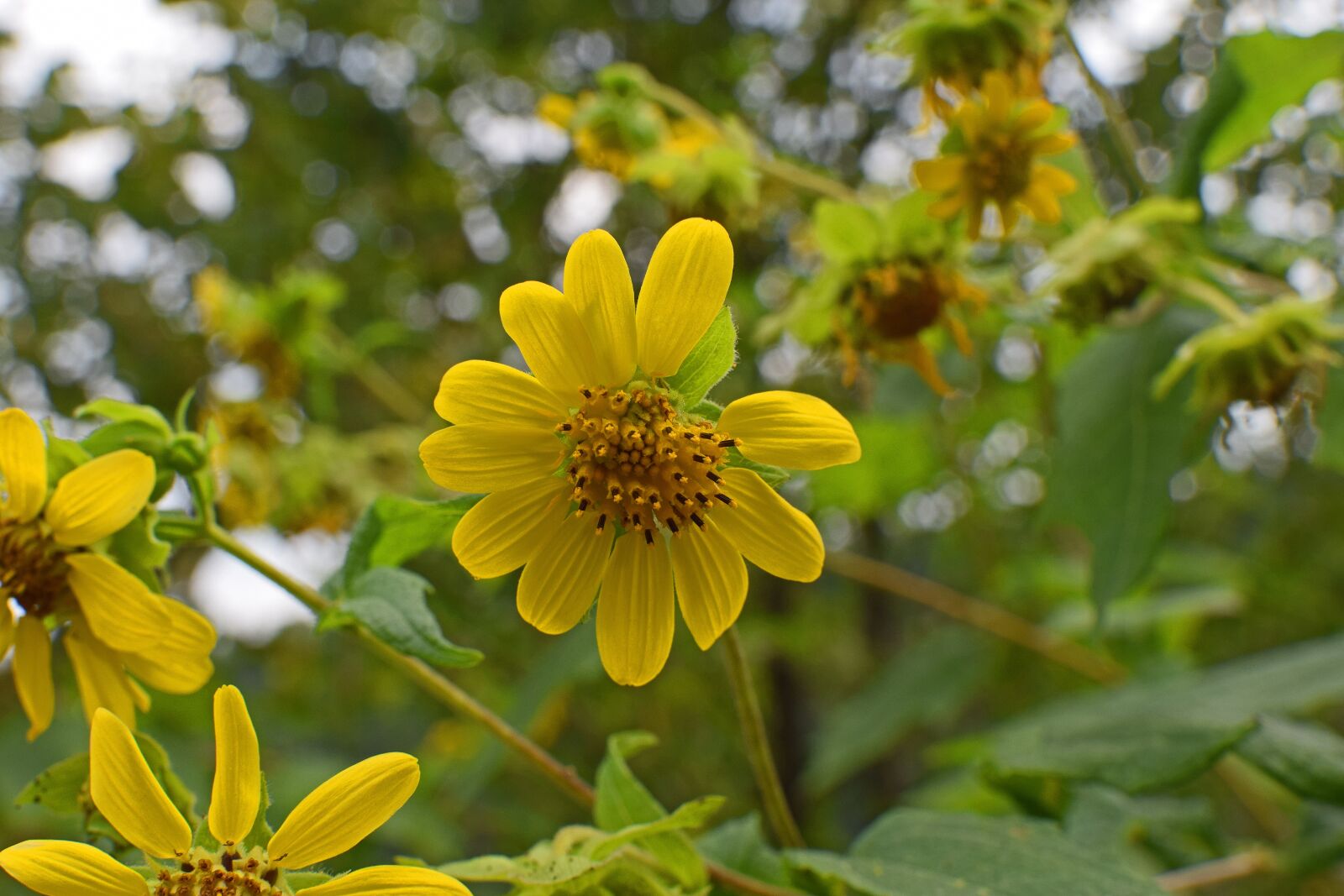Nikon D3300 sample photo. Wild sunflower, wildflower, sunflower photography