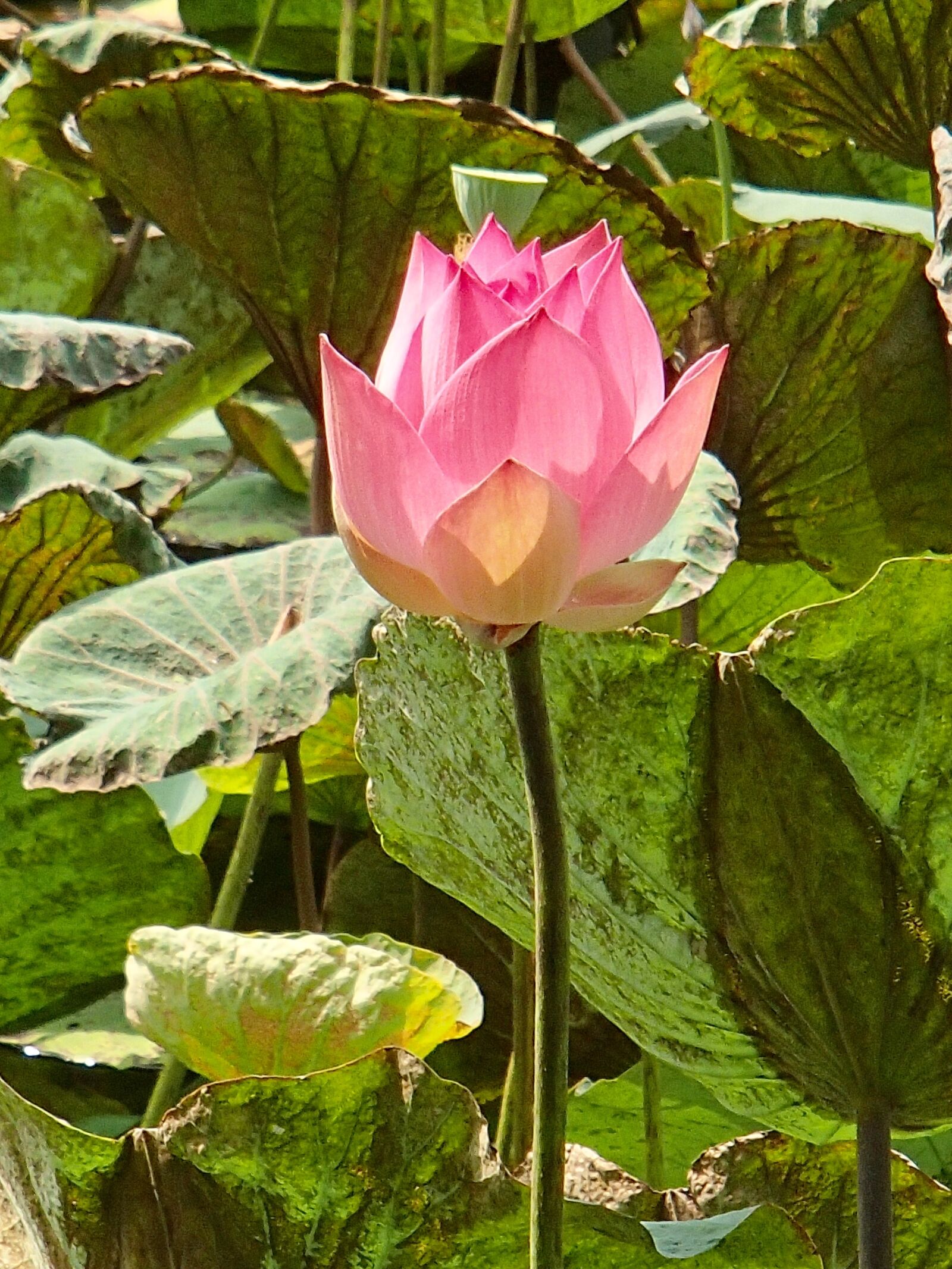 Olympus TG-820 sample photo. Lotus, pink, flower photography