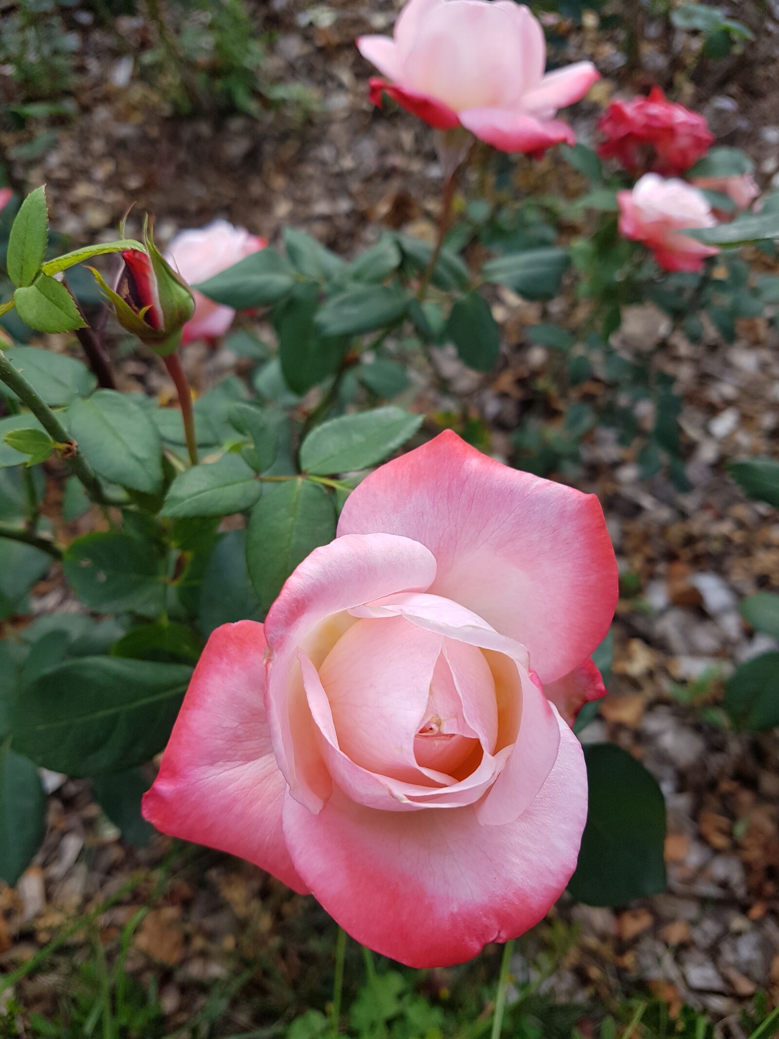 Samsung Galaxy S7 sample photo. Flowers, plants, nature photography