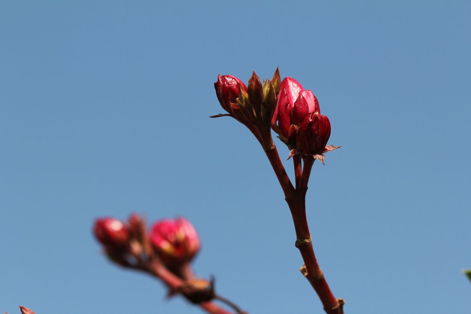Canon EF 100mm F2.8L Macro IS USM sample photo. Oleander, flowers, pink photography