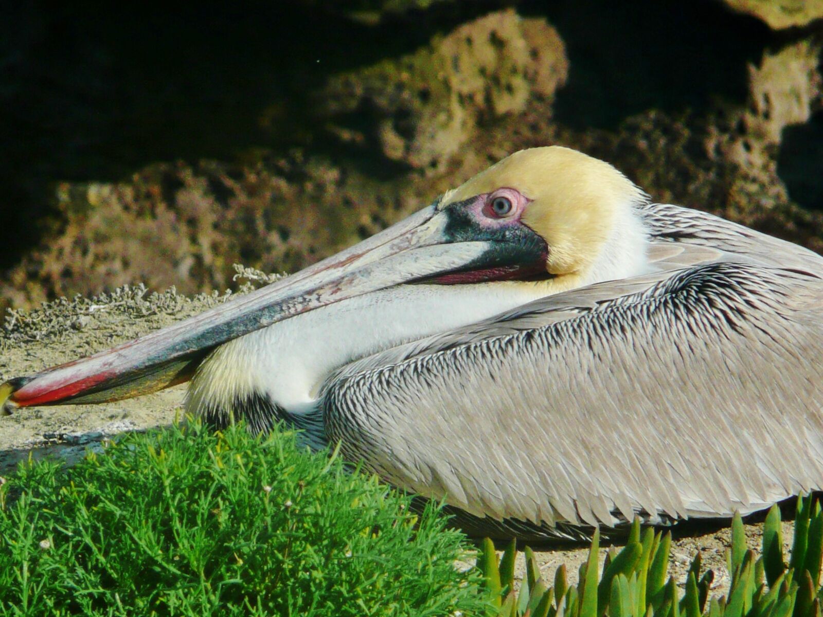 Panasonic DMC-TZ3 sample photo. Brown, pelican, san diego photography