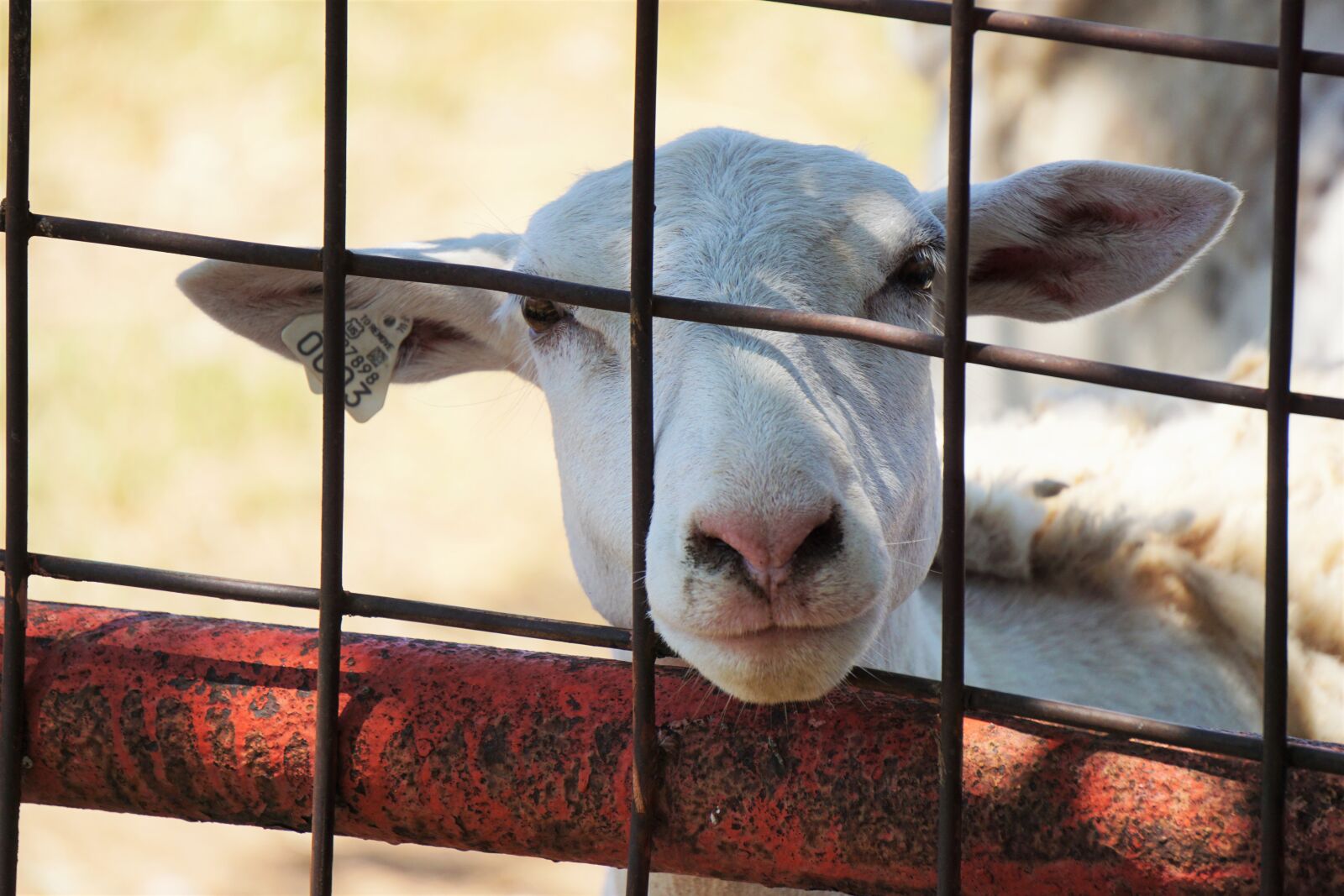 Sony a6000 sample photo. Animal, farming, curiosity, ewe photography