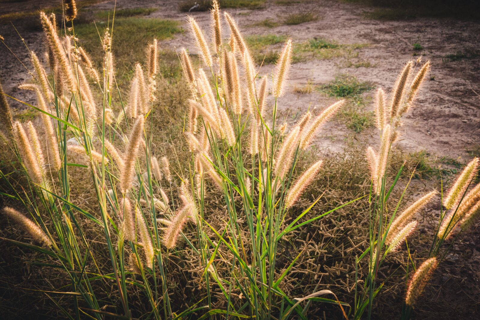 Canon EOS 700D (EOS Rebel T5i / EOS Kiss X7i) sample photo. Flowering grass, nature, mead photography