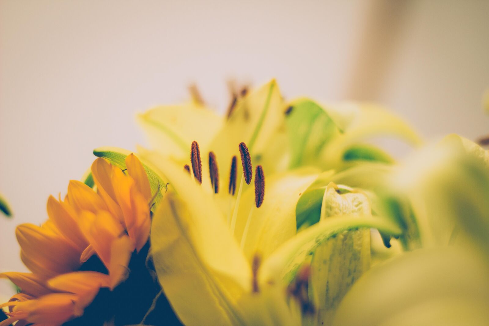 Canon EOS 60D + Canon EF 50mm F1.8 II sample photo. Flower, lily, mothernature, natural photography