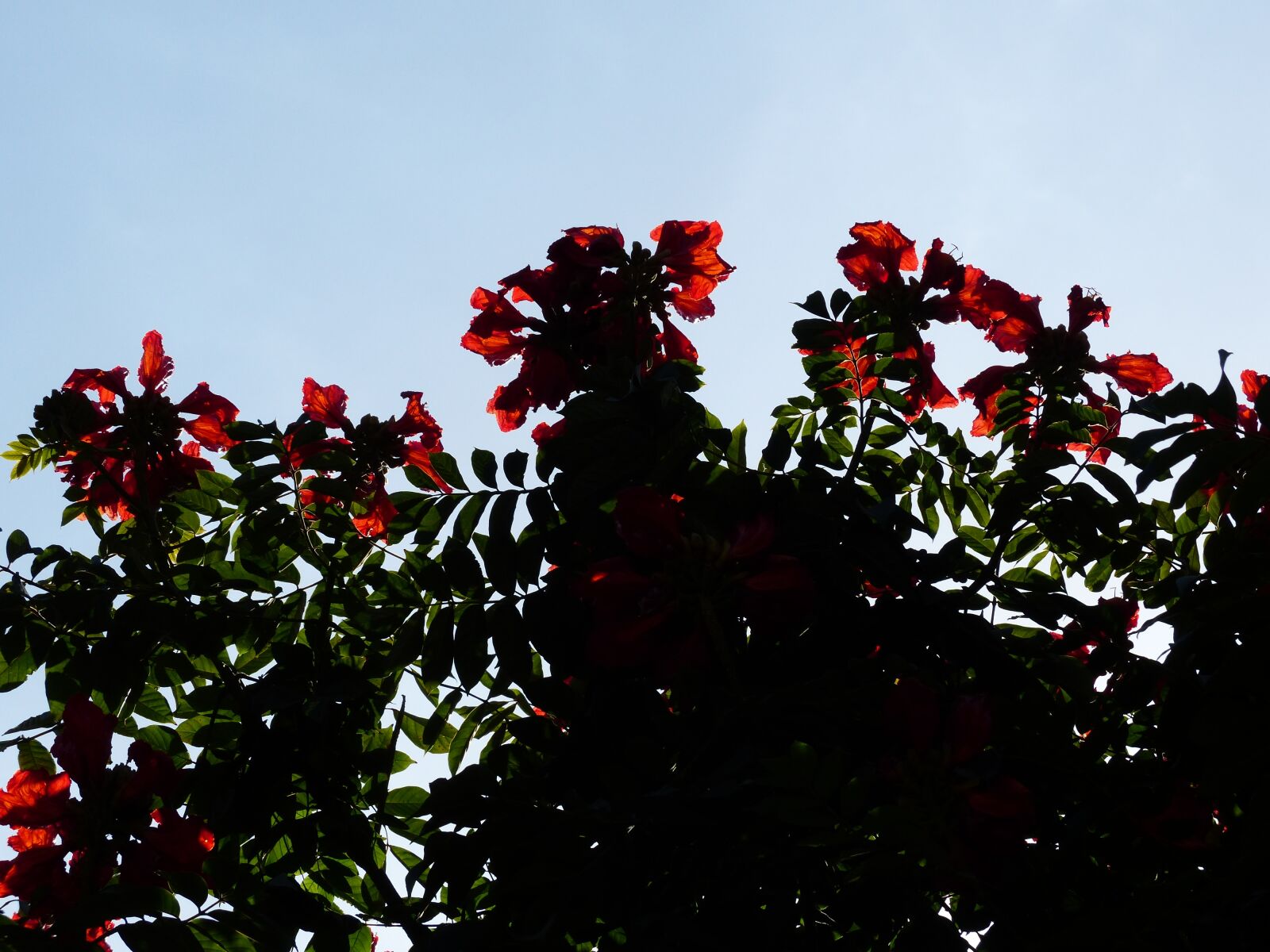 Panasonic Lumix DMC-FZ200 sample photo. Flowers, red, tulip tree photography