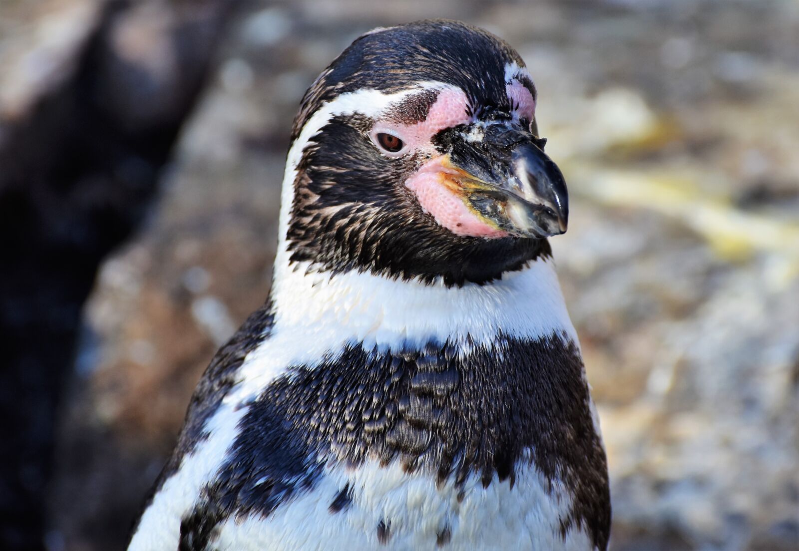 Nikon D7200 sample photo. Penguin, bird, water bird photography