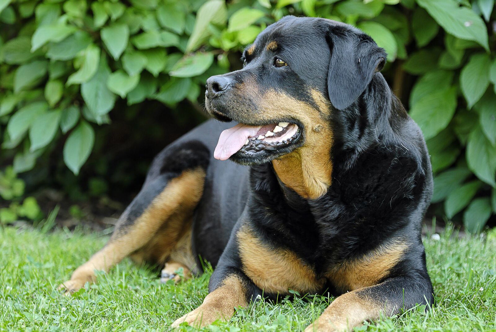 Nikon D200 sample photo. Rottweiler, animals, pet photography