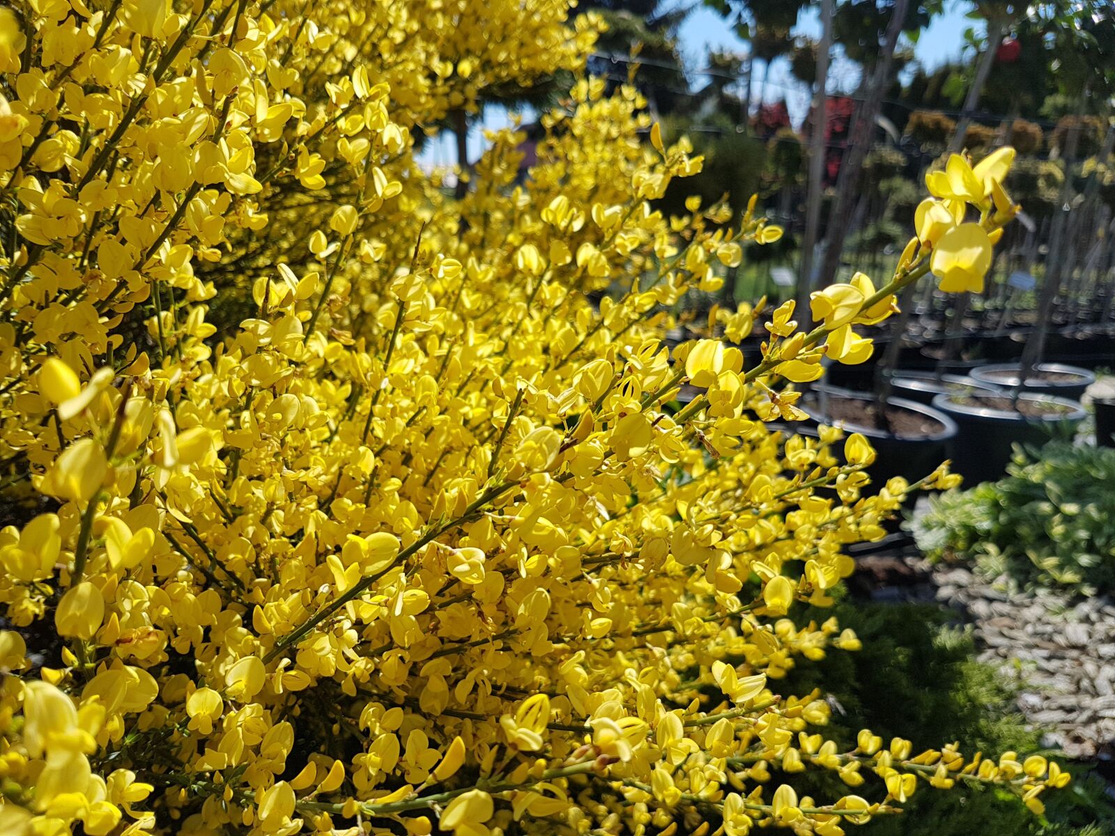Samsung Galaxy S7 sample photo. Flowers, yellow, shrubs photography