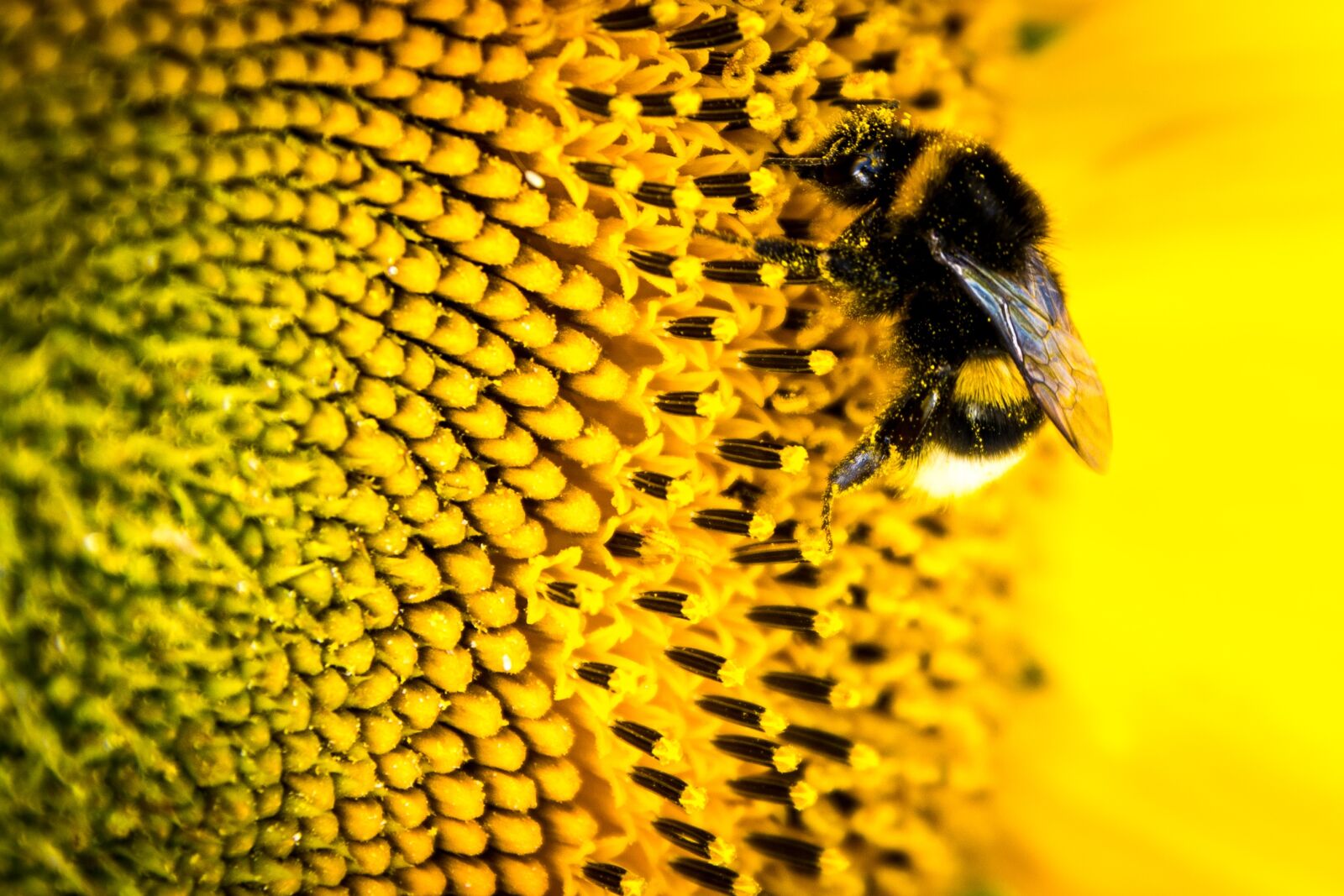 Nikon D7200 sample photo. Bee, sunflower, yellow photography